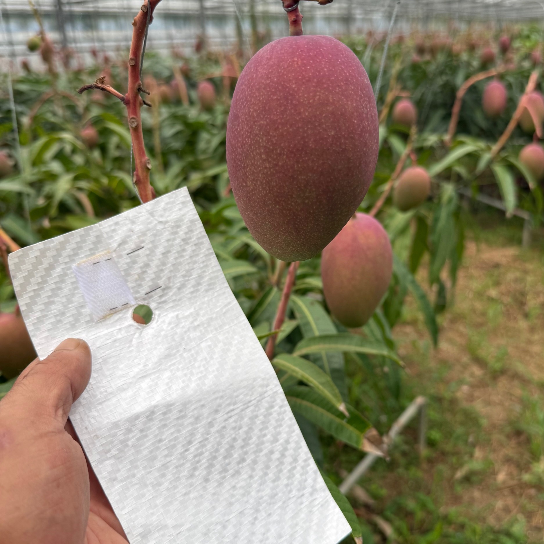 規格外】【訳あり】とろける至福の完熟マンゴー2kg「沖縄西表島産