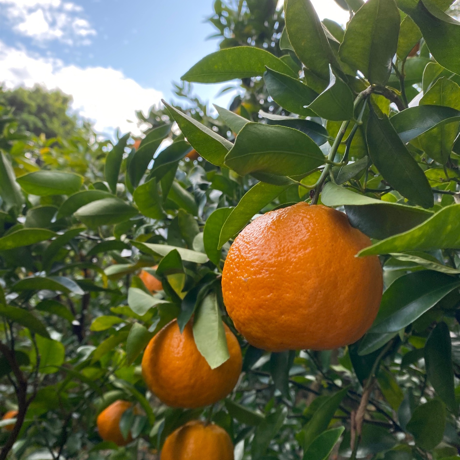 贈答用】屋久島産ぽんかん 5kg | 果物/オレンジ・その他みかん 産直