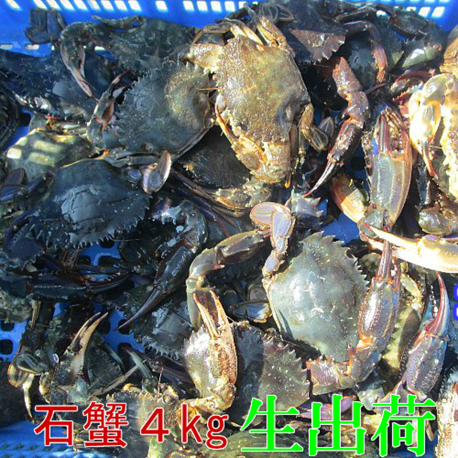 生出荷!食用イシガニ 石蟹4kg 」活状態での梱包 松島牡蠣屋 生出荷!食用イシガニ 石蟹4kg 」活状態での梱包 松島牡蠣屋