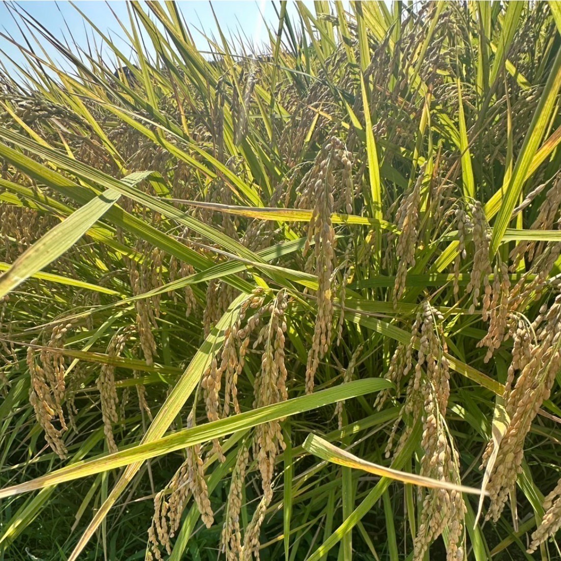 令和8年度産新米コシヒカリ玄米埼玉県産30キロ栽培期間中農薬等不使用