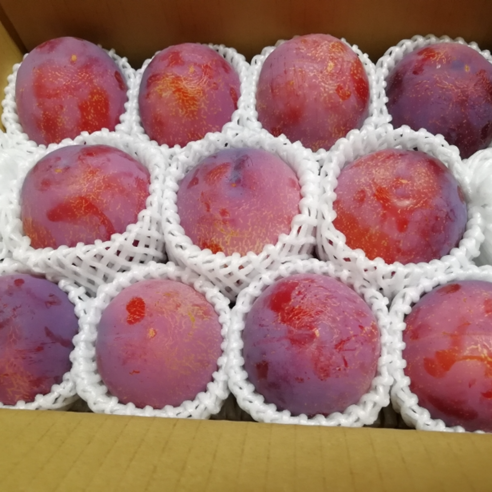7月中旬】【ギフト箱】貴陽 2kg ｜ 果物/すもも・プラム 産直アウル