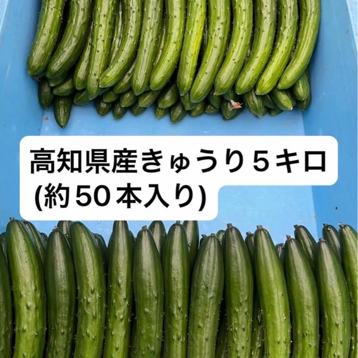 高知県産きゅうり5Kg約50本入 | 野菜/きゅうり 産直アウル 農家から
