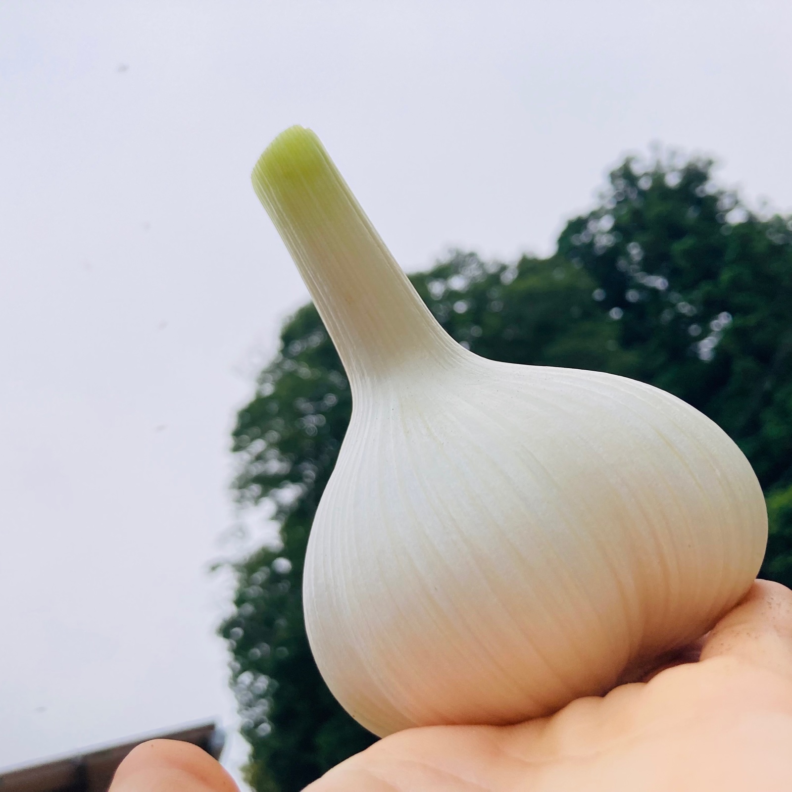 新にんにく2種セット🧄匂いが少ないジャンボにんにく＆色鮮やかな