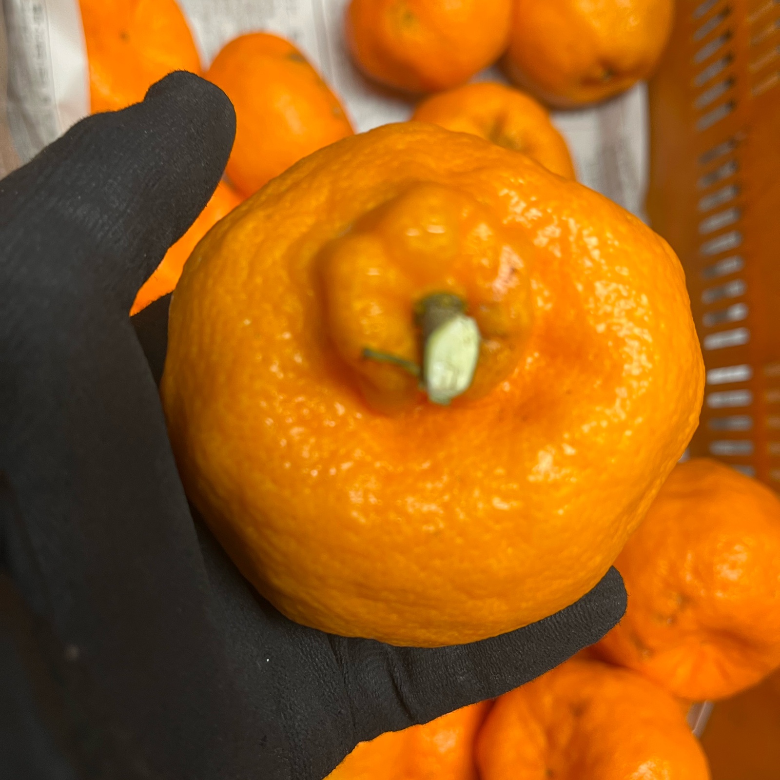 西宇和の美味しい柑橘【愛媛ポンカン】北海道沖縄は配送不可 | 果物