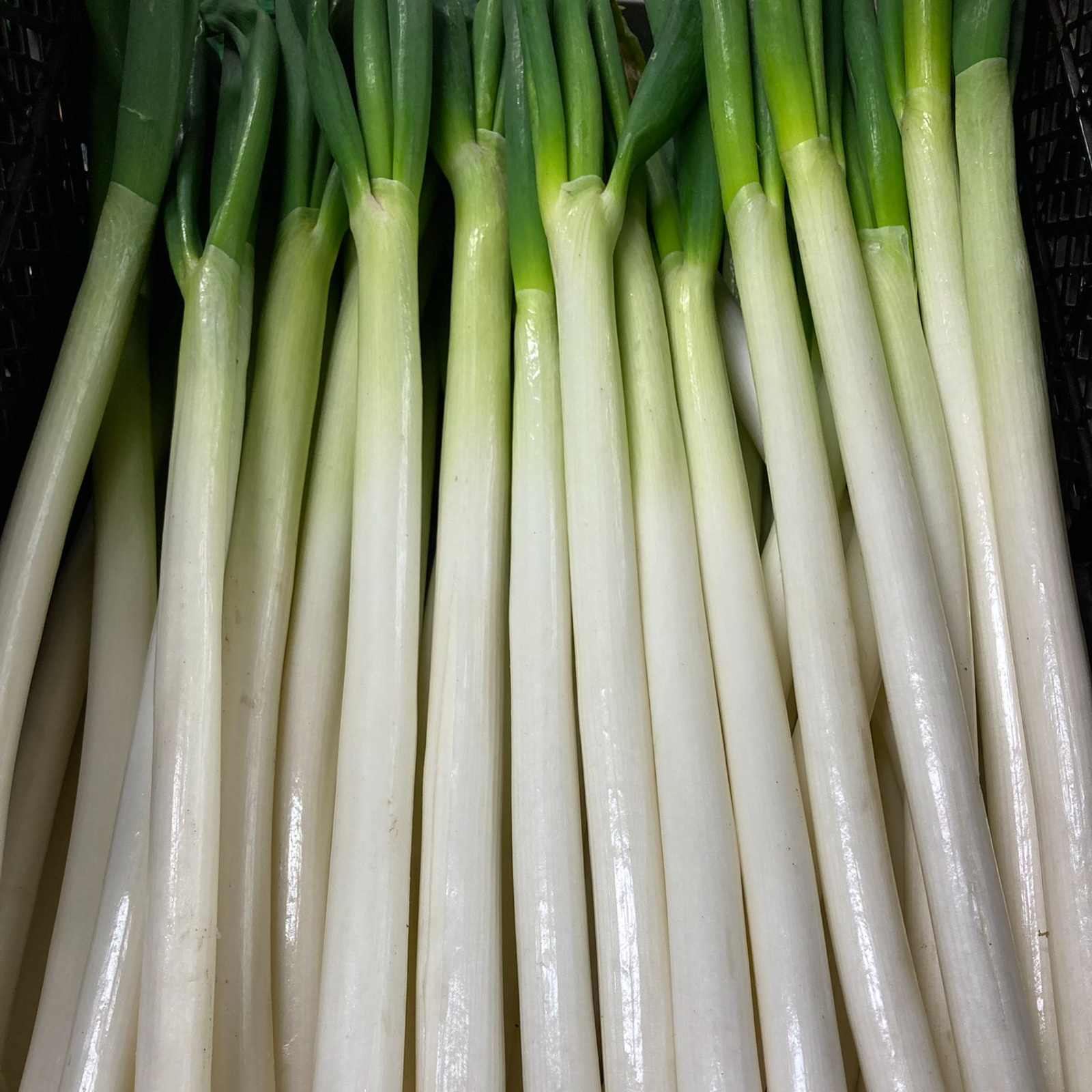 ご自宅用>「白ネギ3㎏」娘も給食でも食べるよ(*'∀'*)甘くてとろとろ