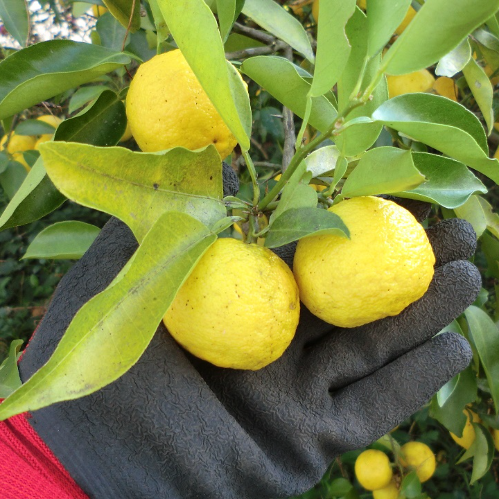 皮まで安心 無農薬で栽培している花柚子 1キロ | 果物/香酸柑橘(ライム