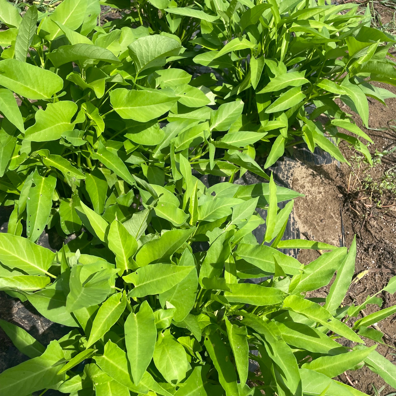 空芯菜】1キロ 炒めてパキッ、シャキッと夏野菜。 | 野菜/葉物 産直