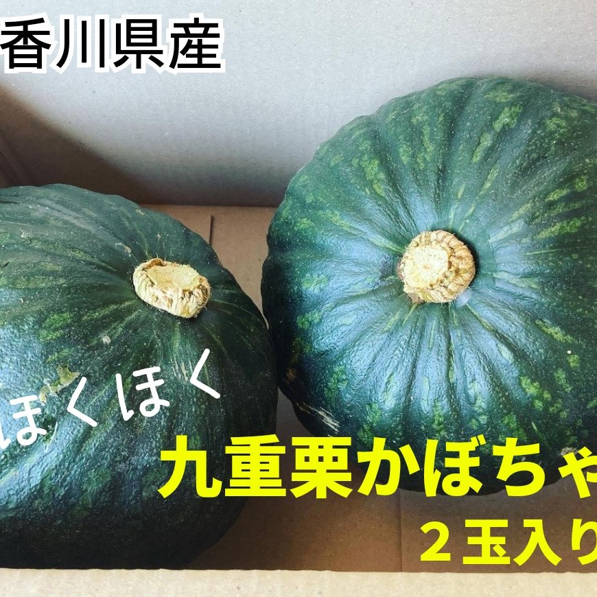 九重栗約20kg かぼちゃ　残りわずか ツクモク農産の最新投稿「今年も九重栗かぼちゃの販売を始めました