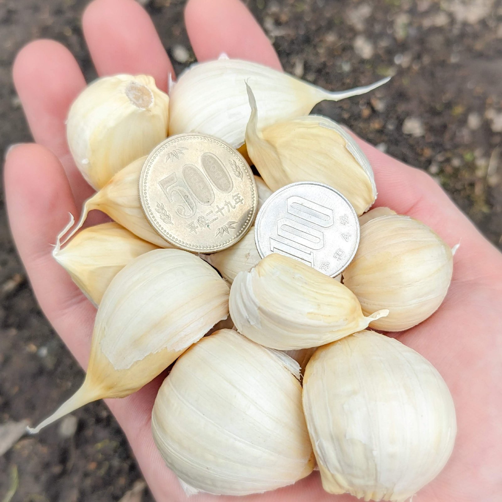 【青森県産】にんにく福地ホワイト六片　白玉王！ 青森県産 にんにく Mサイズ以上 1kg【令和7年度産】福地ホワイト6片種