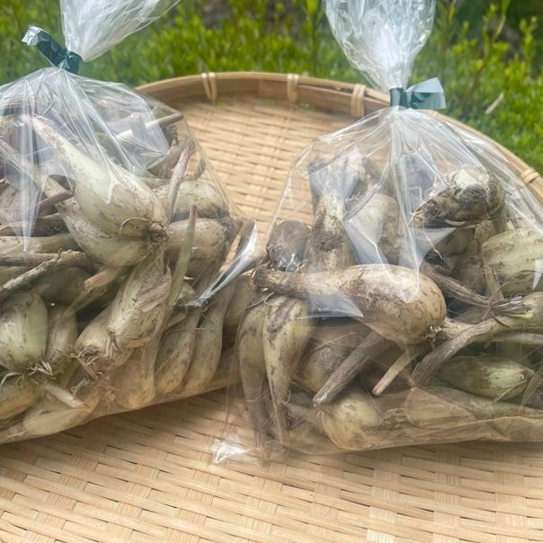 パリポリ食感がクセになる！泥付き生らっきょう～1Kg ｜ 野菜/薬味