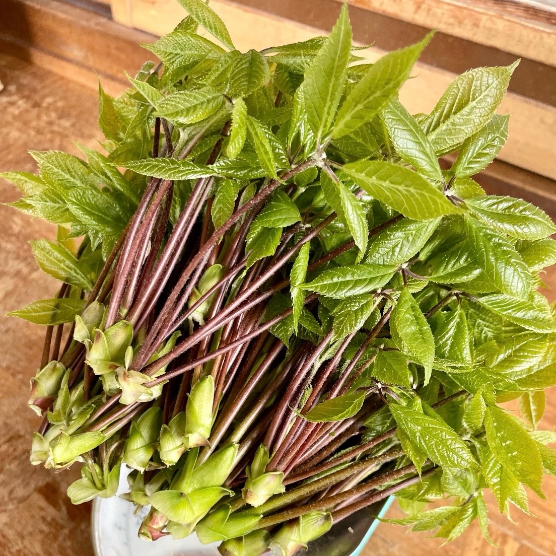 天然山菜 コシアブラ 100g ｜ 野菜/山菜 産直アウル 農家・漁師など