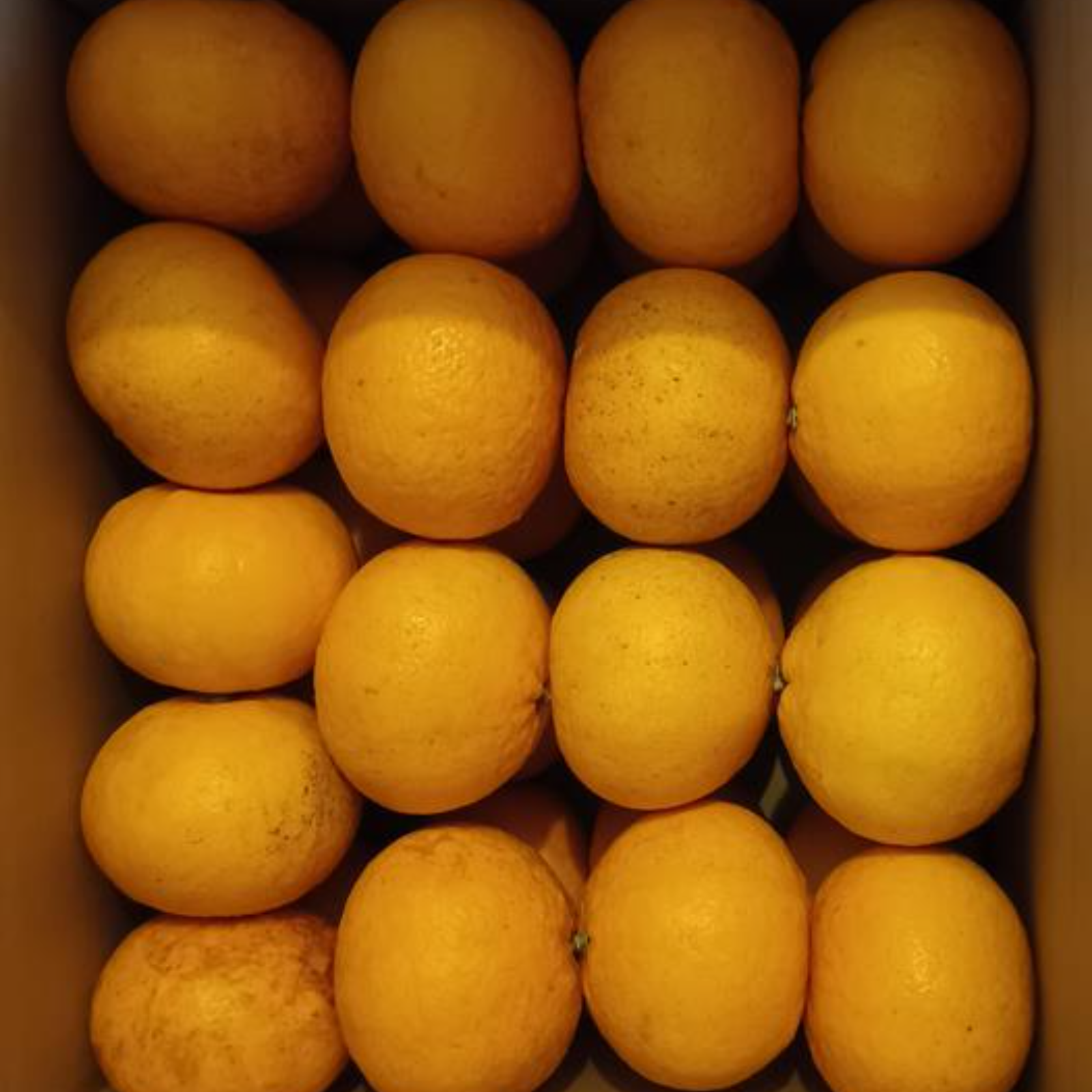生なり完熟 甘夏みかん 訳アリ Lサイズ 箱込み10Kg ｜ 果物/オレンジ