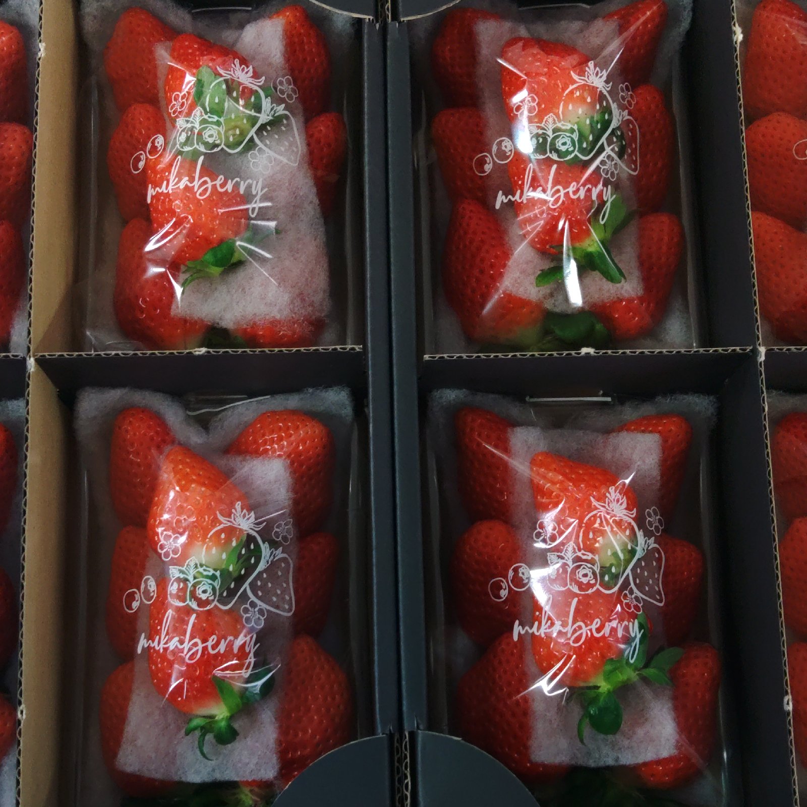 朝採り大粒さがほのか | 果物/いちご 産直アウル 農家から直接野菜など