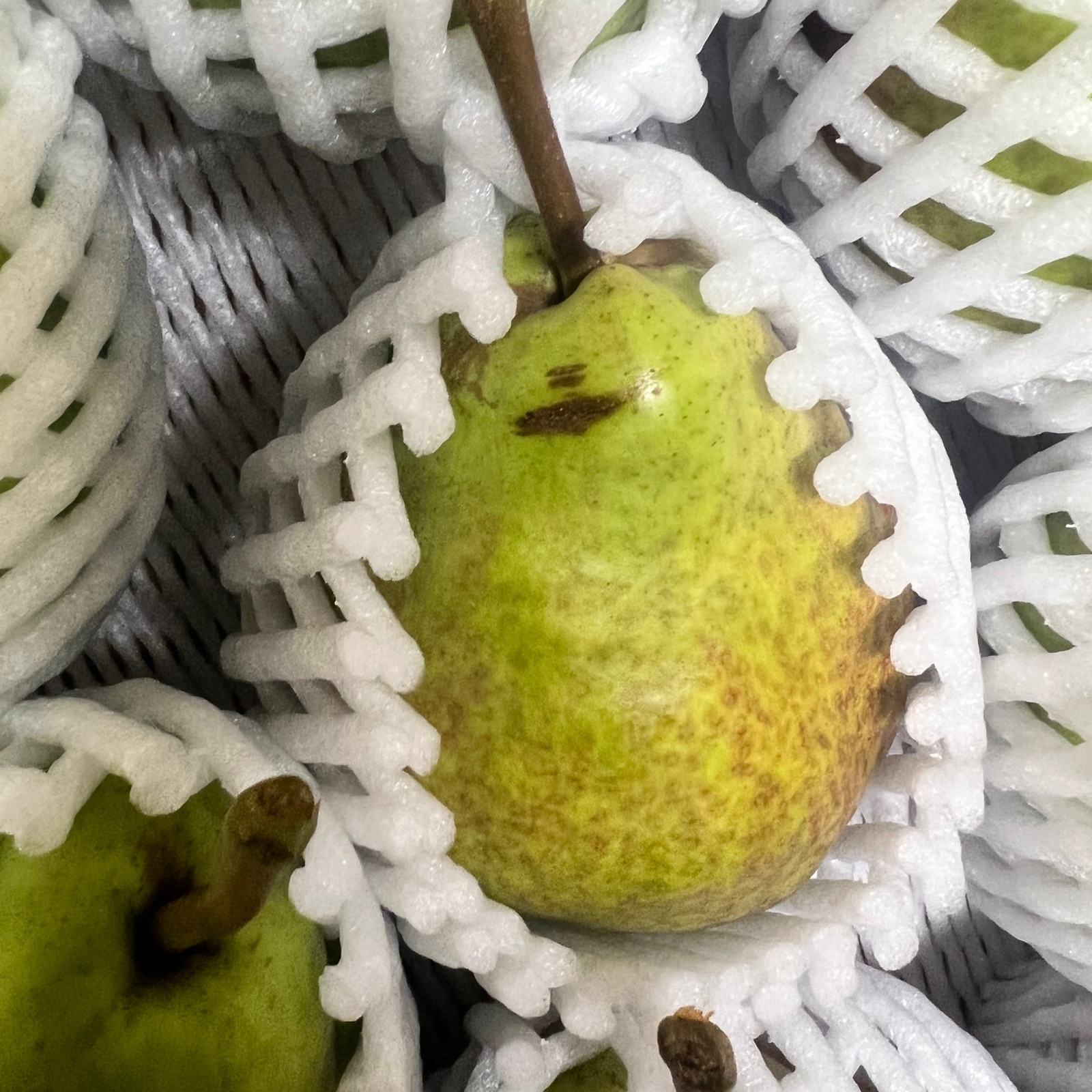 洋梨 レッドバートレットsサイズ コンポートなどお料理にも | 果物/梨