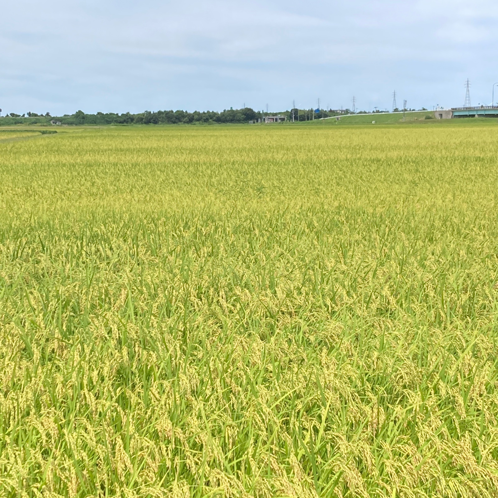 新米 甘くて美味しい！ 新潟県産コシヒカリ 減農薬の特別栽培米 玄米
