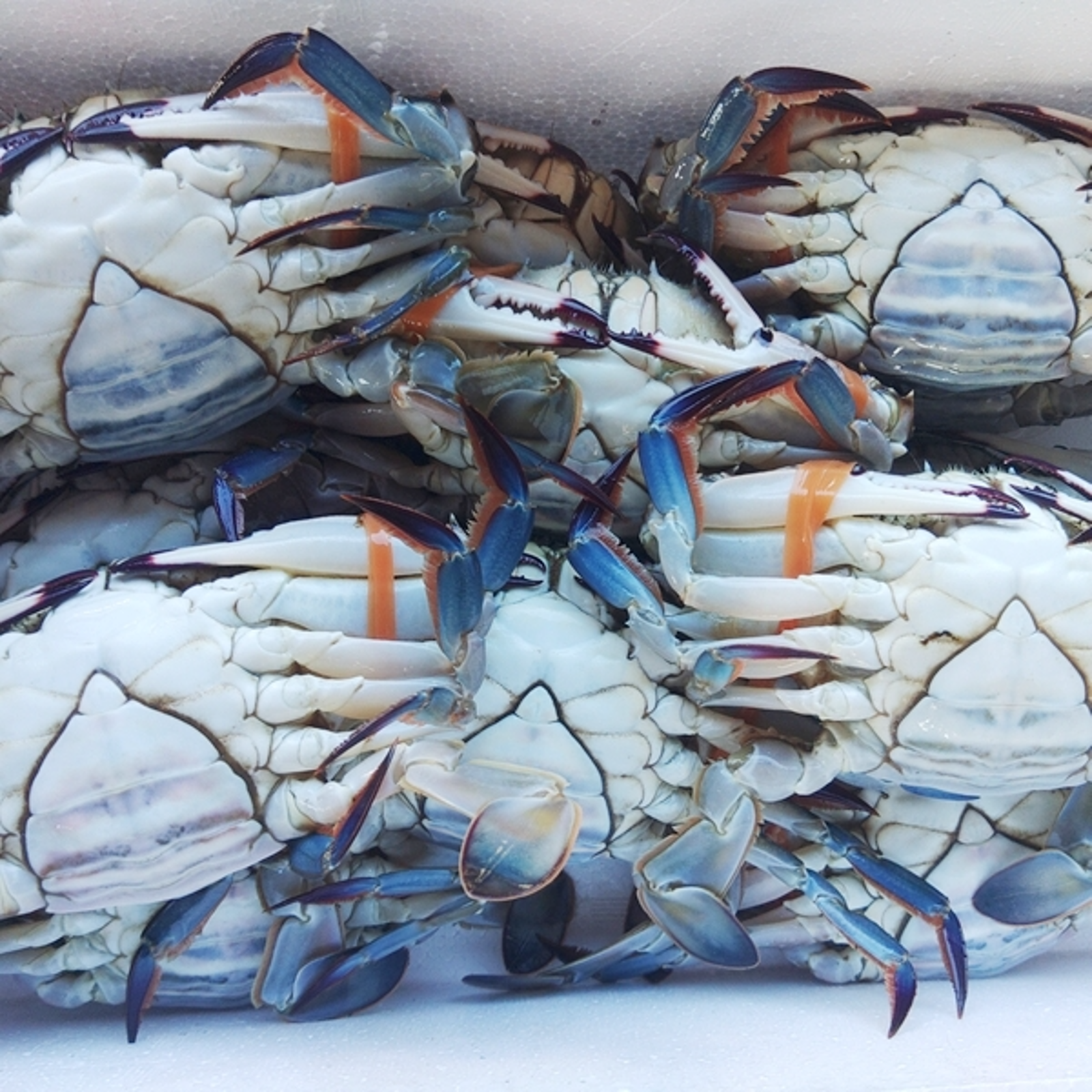 【写真の株、現物販売します】　アガベ　梭子蟹　ワタリガニ