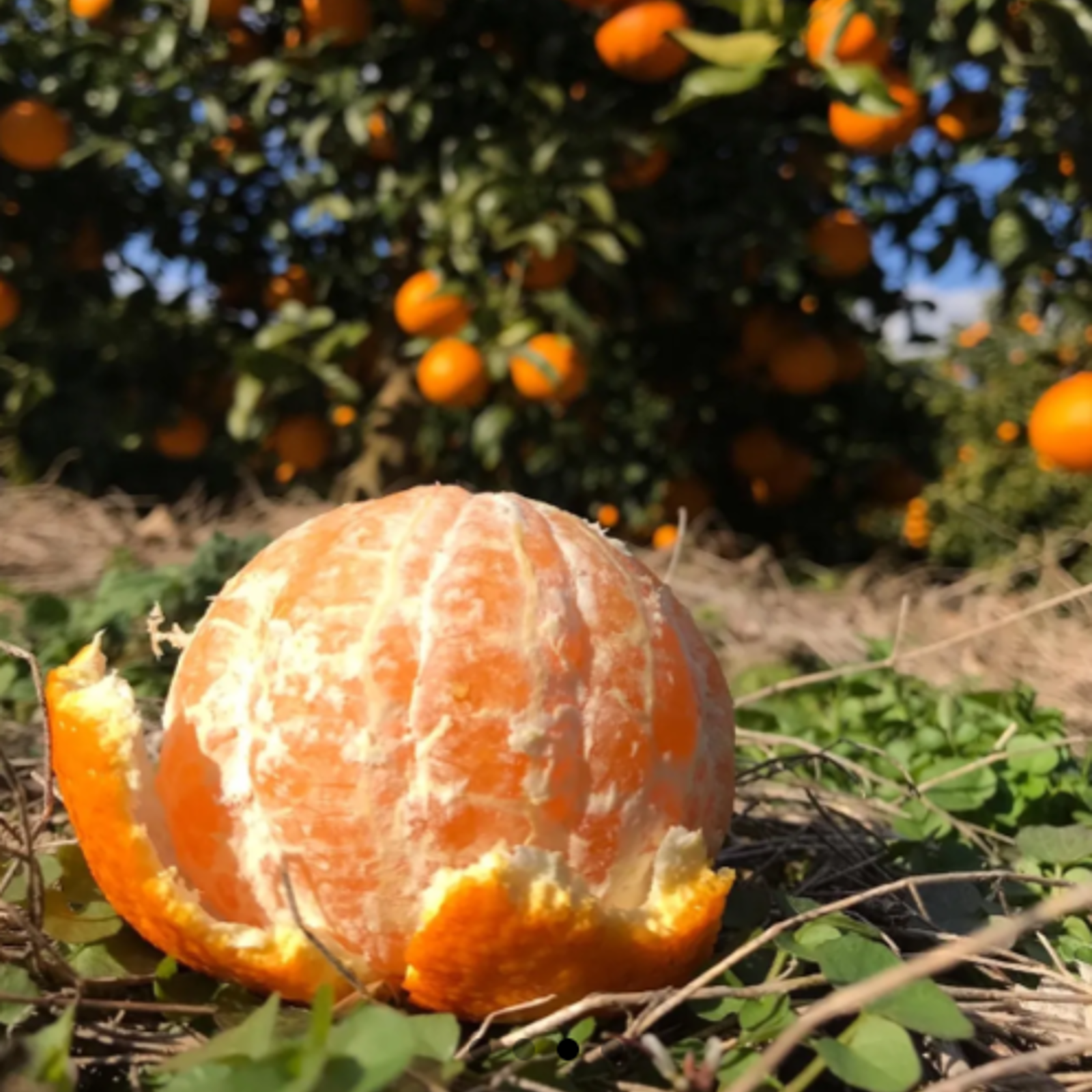 デコポンと同品種！紀州有田産 不知火 8kg ＊北海道・沖縄のお客様専用
