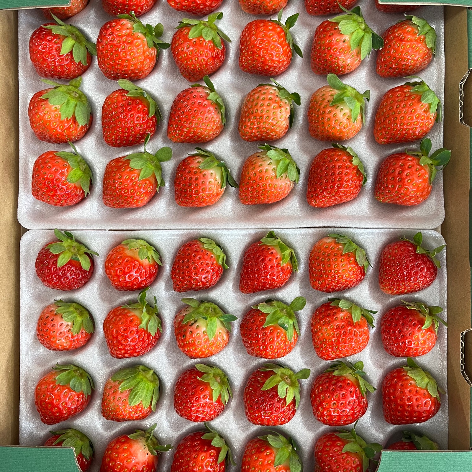 夏いちご「すずあかね」35粒（Sサイズ）トレー×2トレー入 ｜ 果物