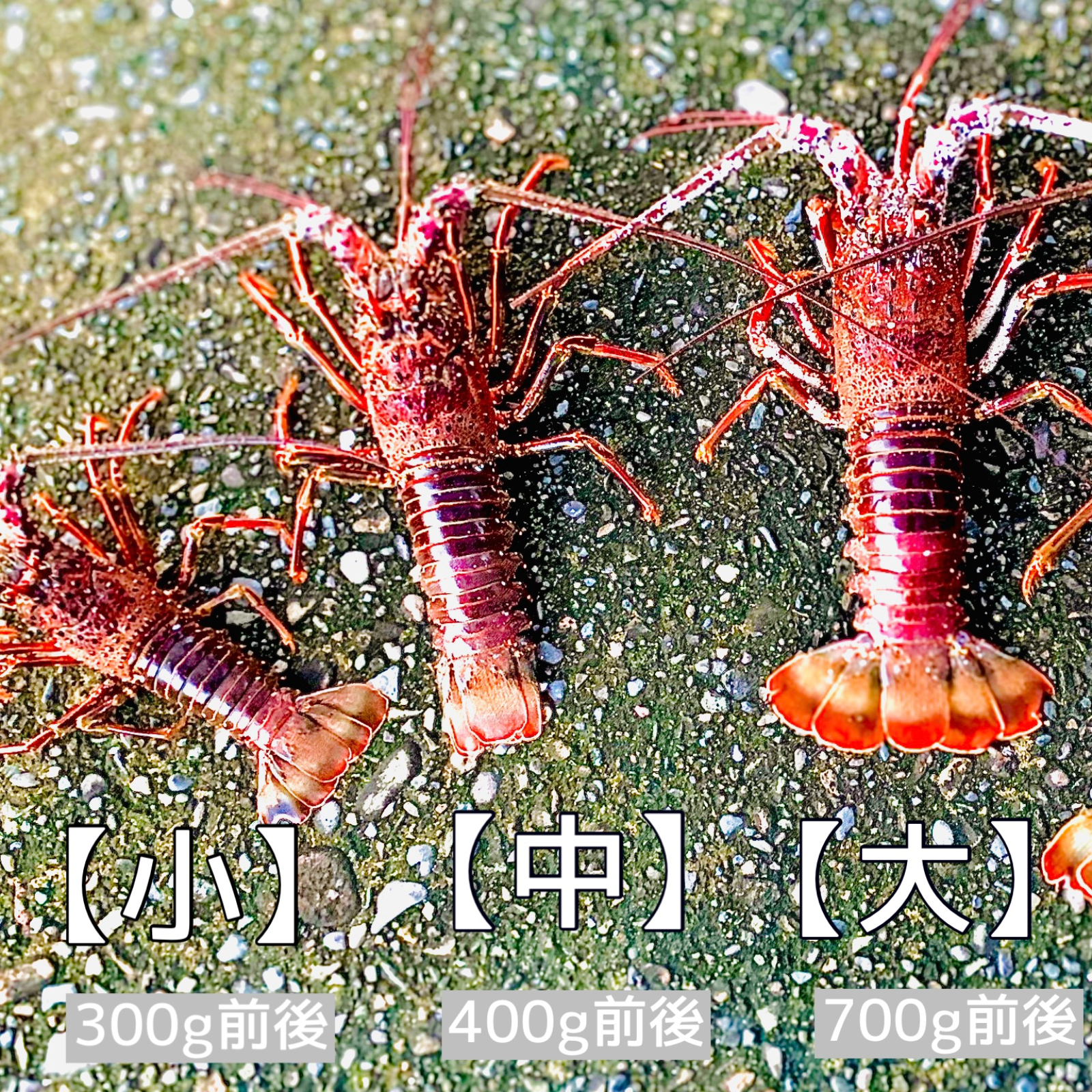 残りわずか　和歌山県産 活　大型　伊勢海老１匹1キロ以上