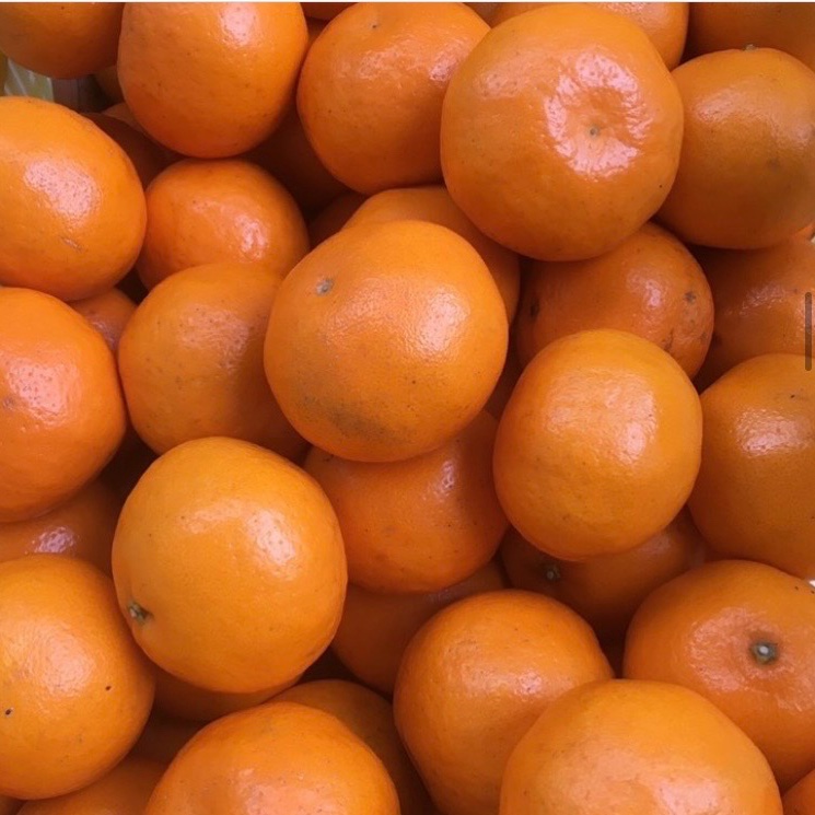 和歌山県産 はるみ 15キロ ギフト】 L〜2L 約5kg 農家直送 和歌山県産 濃厚みかん はるみ | 果物