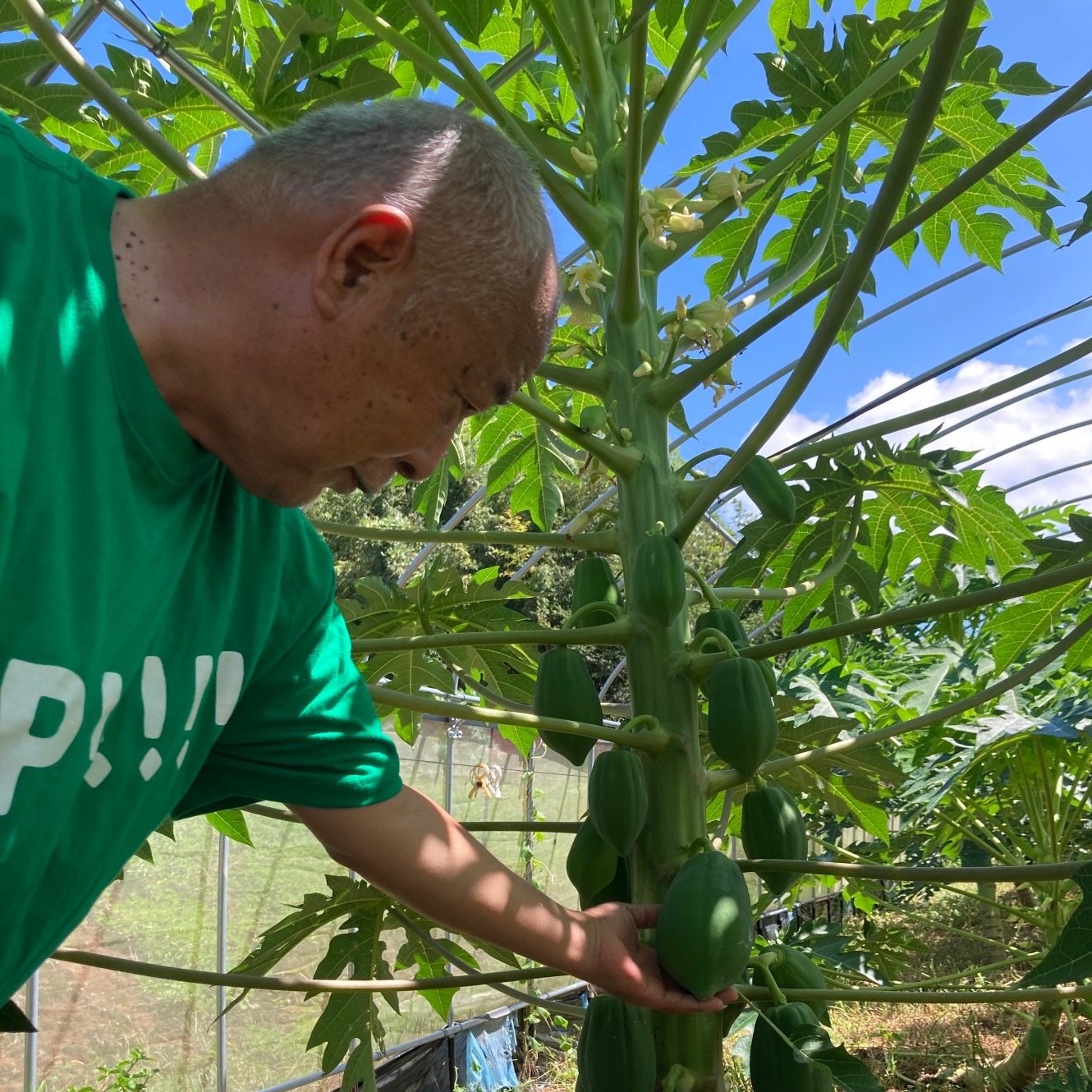 まこと農園の青パパイヤ 5kg | 野菜/その他野菜 産直アウル 農家から