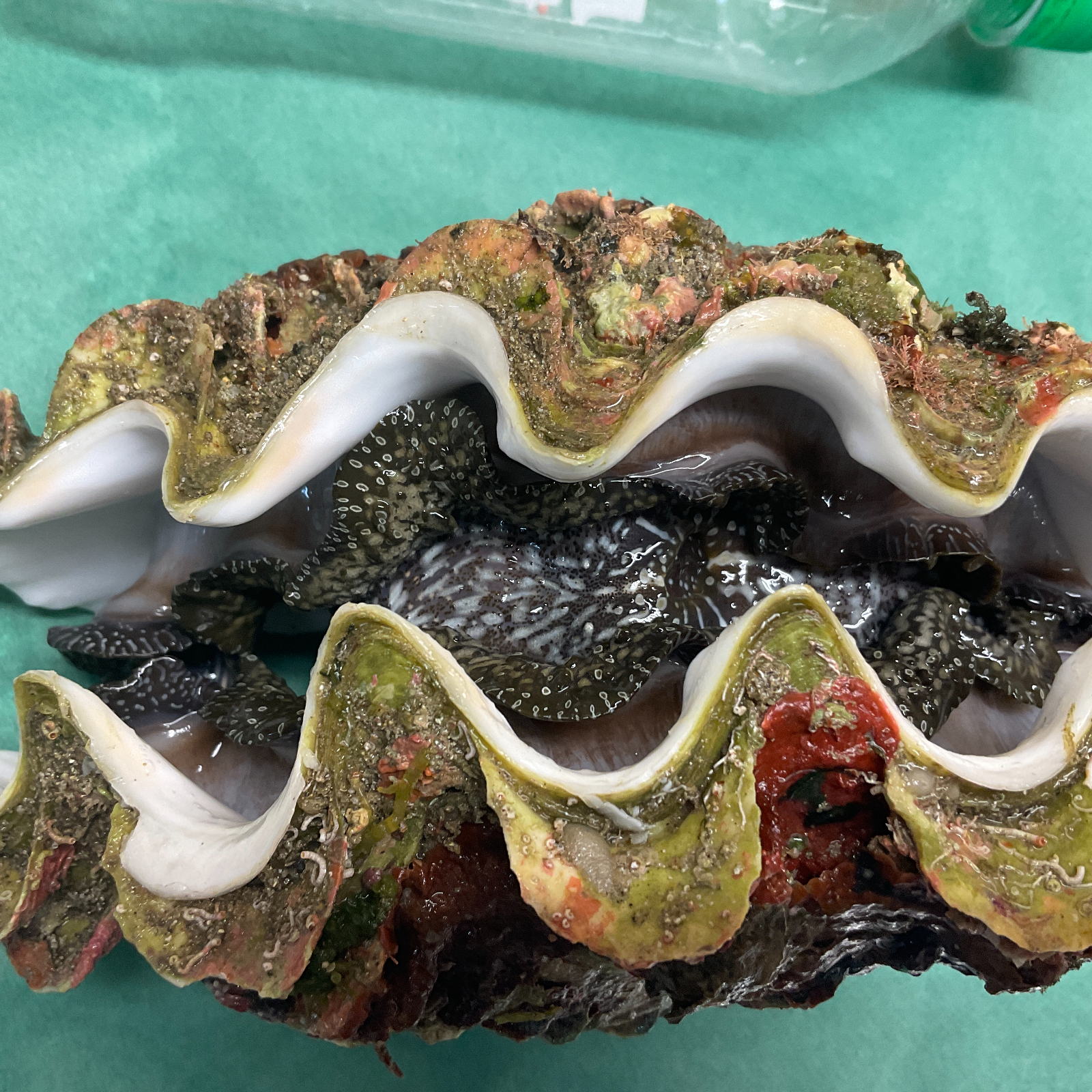 沖縄石垣島　天然　ヒレシャコ貝　シャコ貝　貝殻　希少　貴重　入手困難　大　赤珊瑚 沖縄石垣島 天然 ヒレシャコ貝 シャコ貝 貝殻 希少 貴重 入手