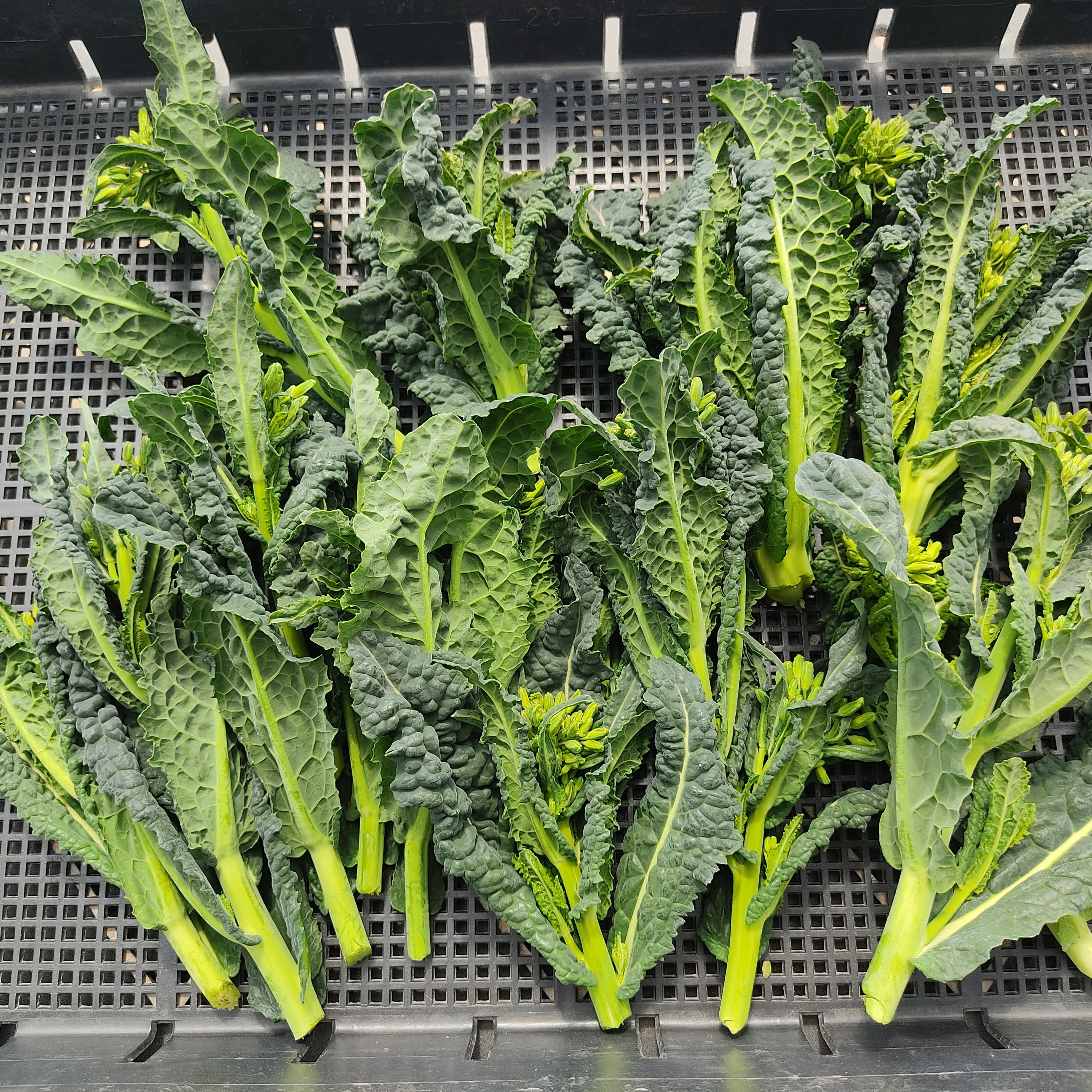 花束みたいな彩り野菜セット｜スイスチャードたっぷり｜食べられる花