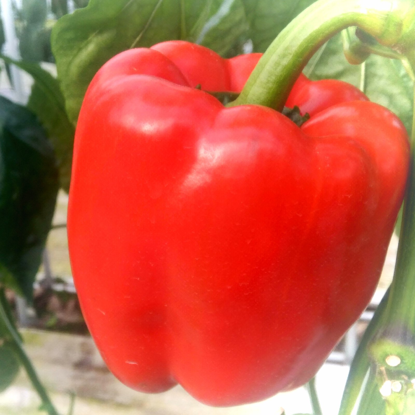 パプリカいっぱい 送料込 Honmono No 絵画 タペストリ Mywestchiropractic Com