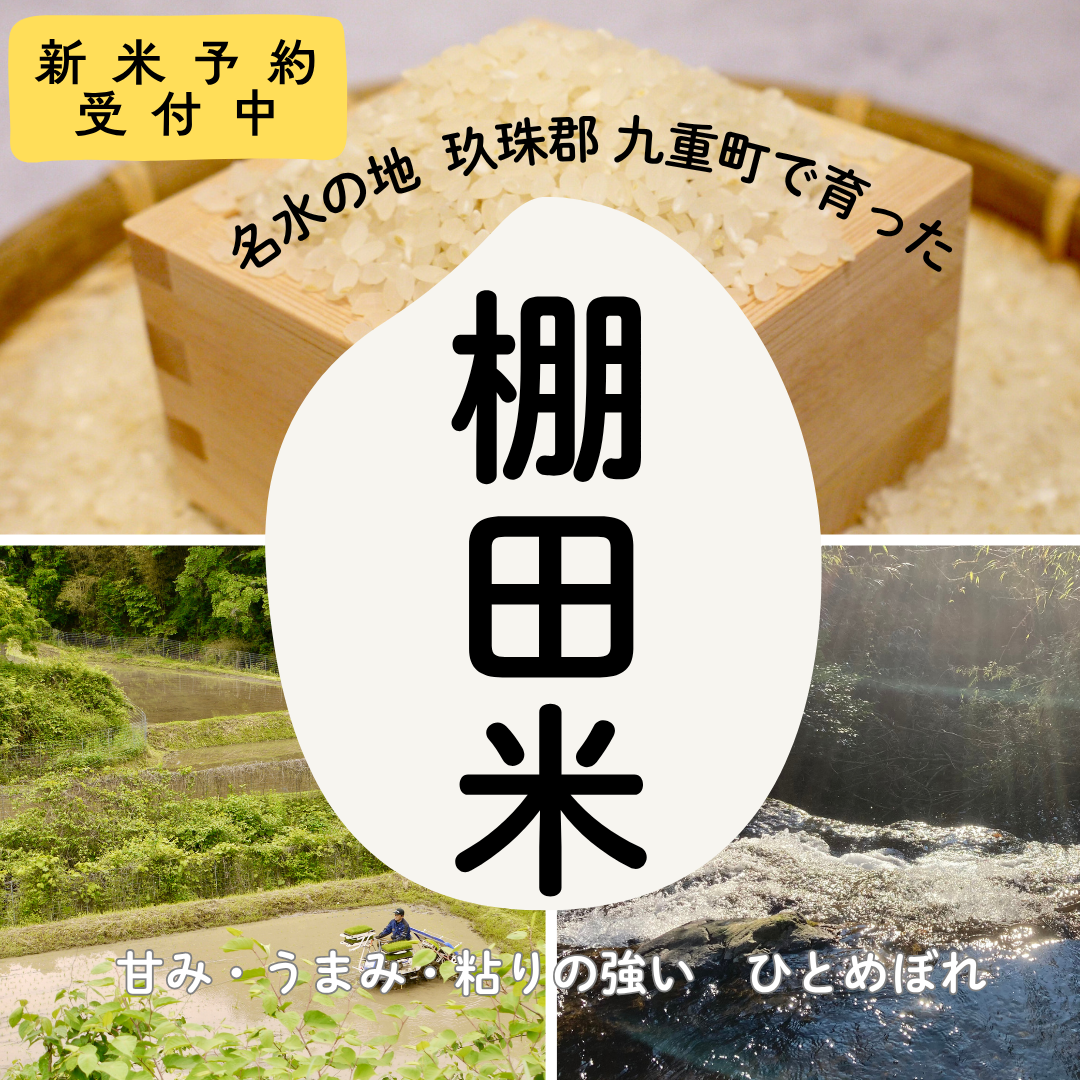 減農薬/特別栽培米】湧き水で育てた棚田米 ひとめぼれ5kg ｜ 米・穀物