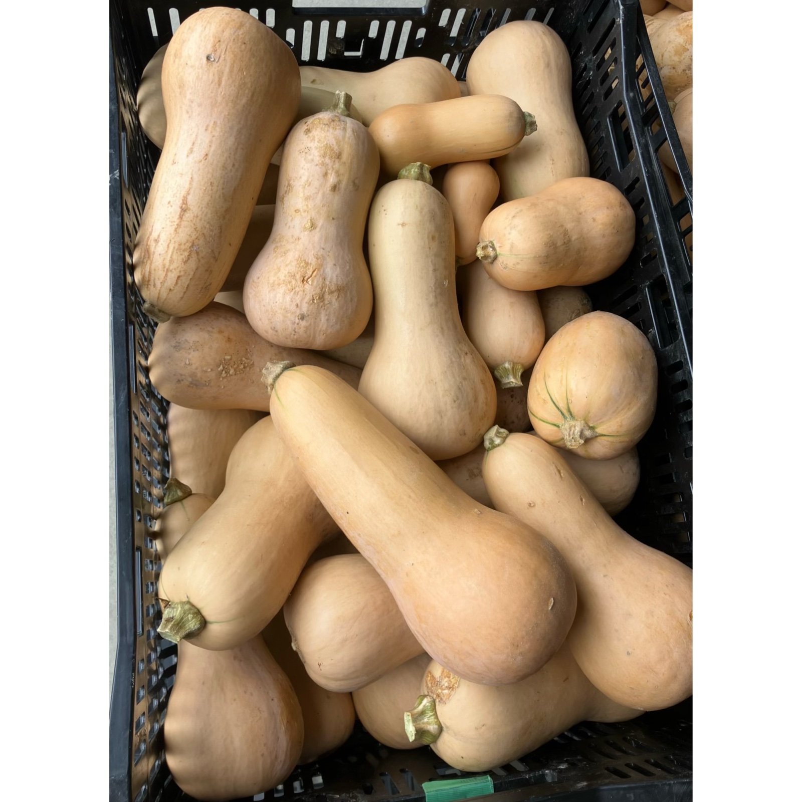 バターナッツカボチャ ｜ 野菜/かぼちゃ 産直アウル 農家・漁師など