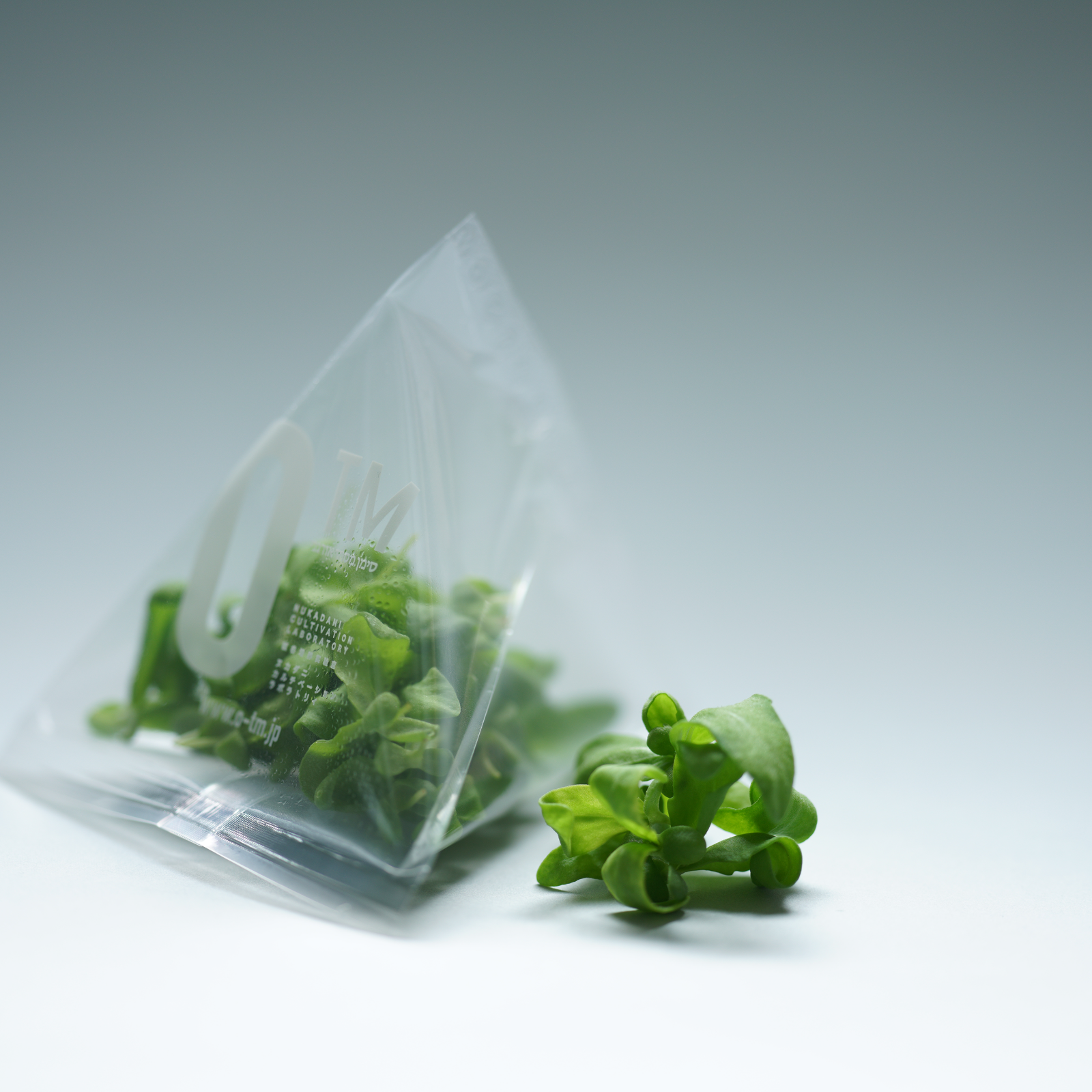 サラダ春菊】マイクログリーン(14g) | 野菜/その他野菜 産直アウル