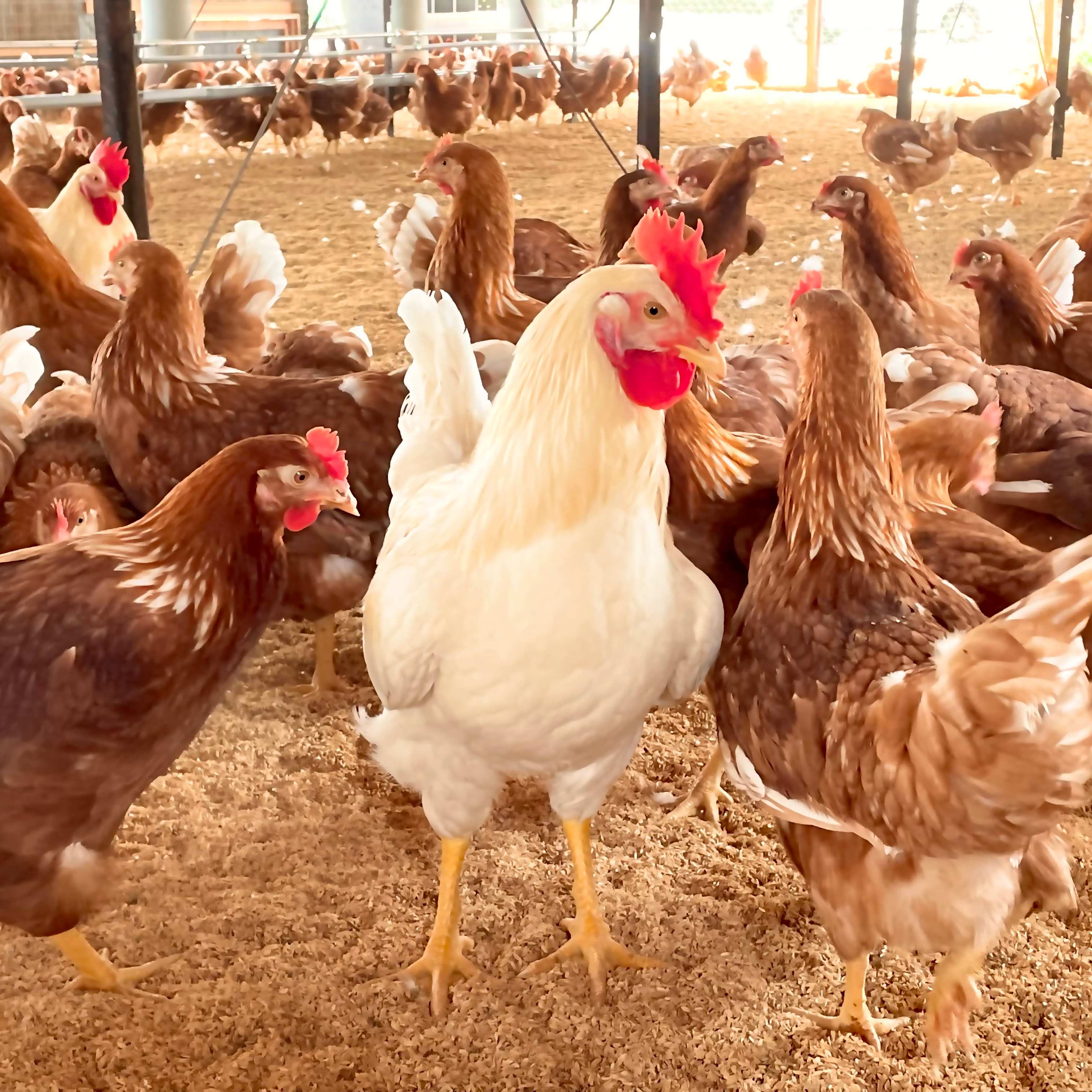 平飼い鶏卵 160個入り 大分県産 酵母・平飼い卵50個】酵母を与えて育った平飼いたまご（元気たまご）50
