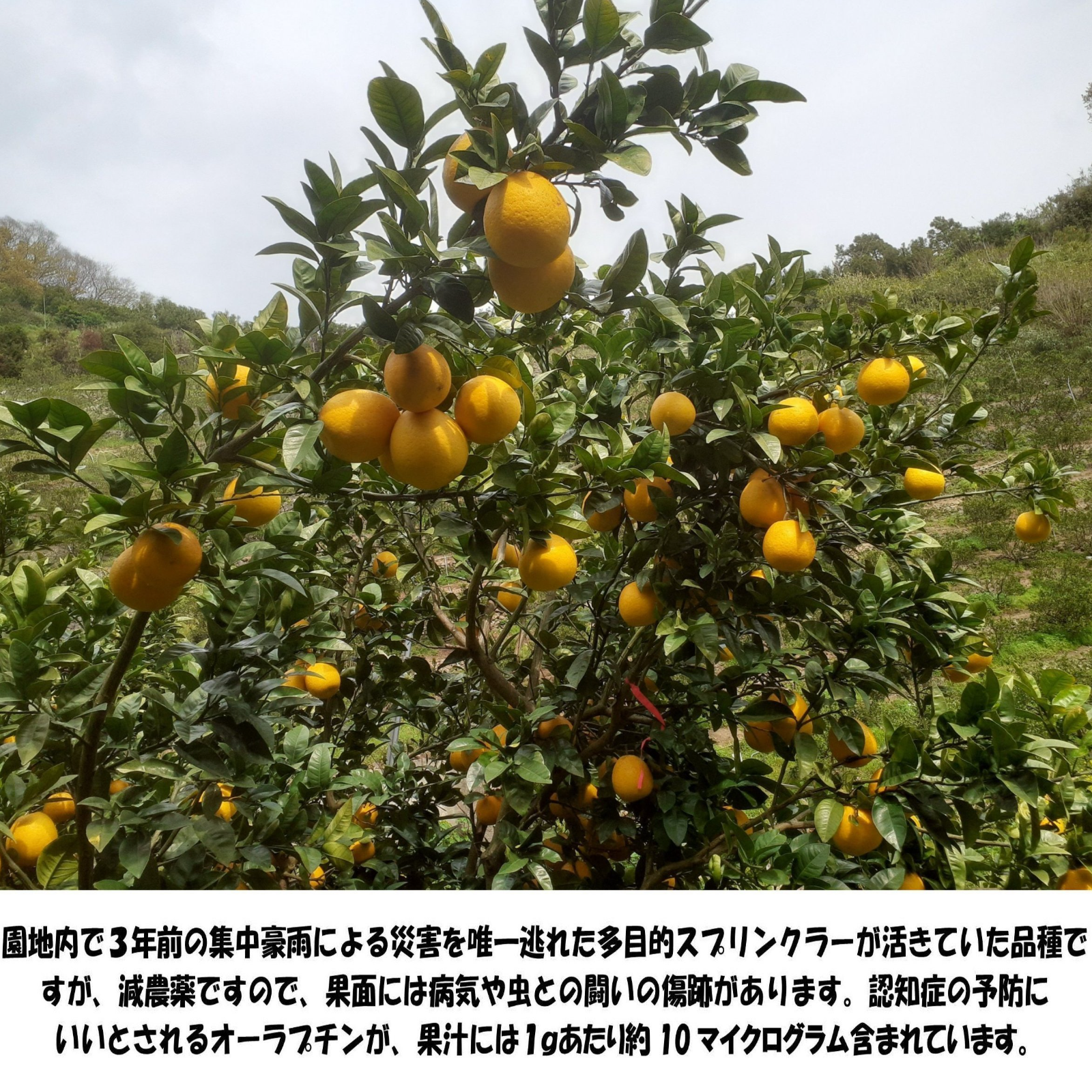 フーワ農園の減農薬河内晩柑（宇和ゴールド） | 果物/オレンジ・その他