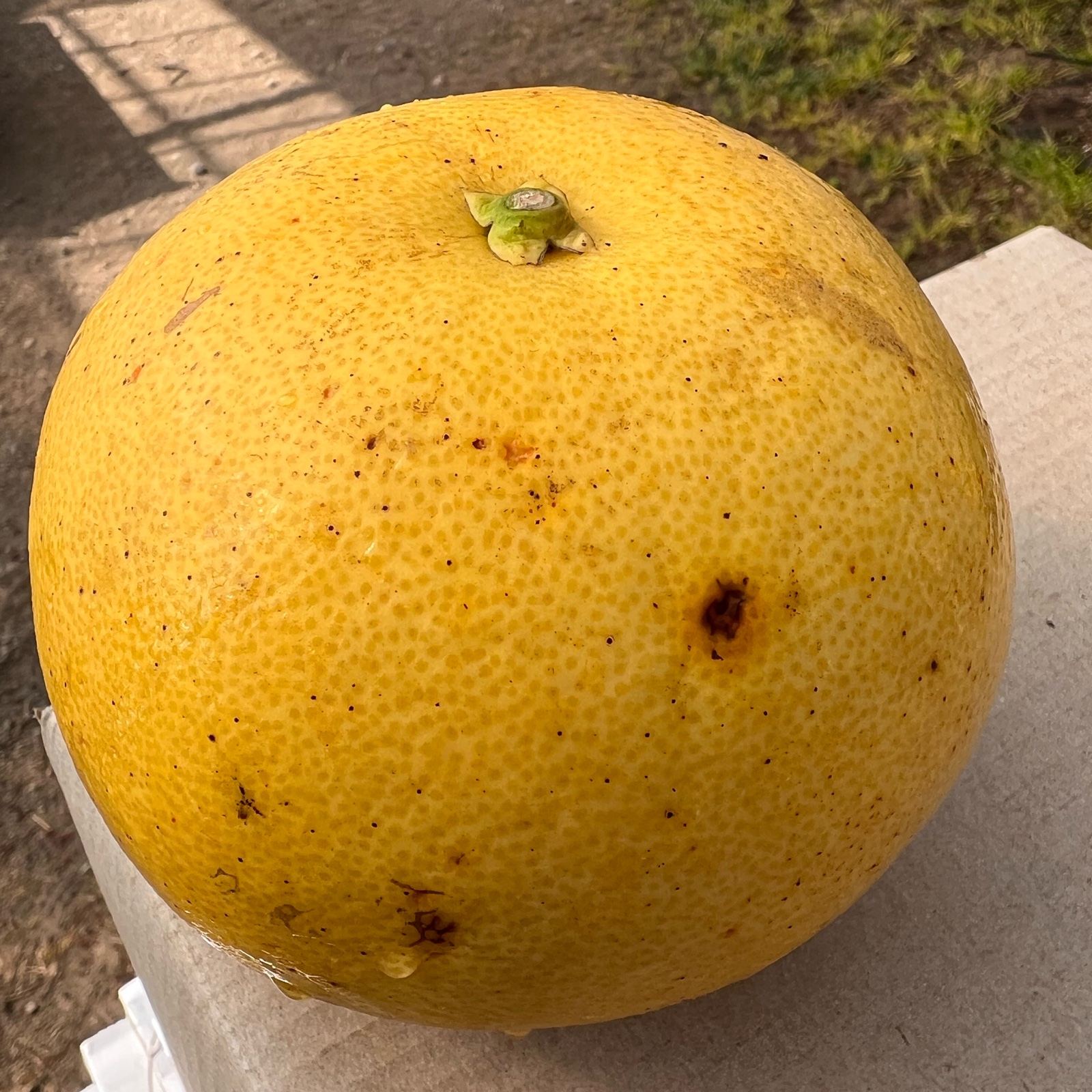 露地物水晶文旦訳あり家庭用10kg ｜ 果物/オレンジ・その他みかん 産直
