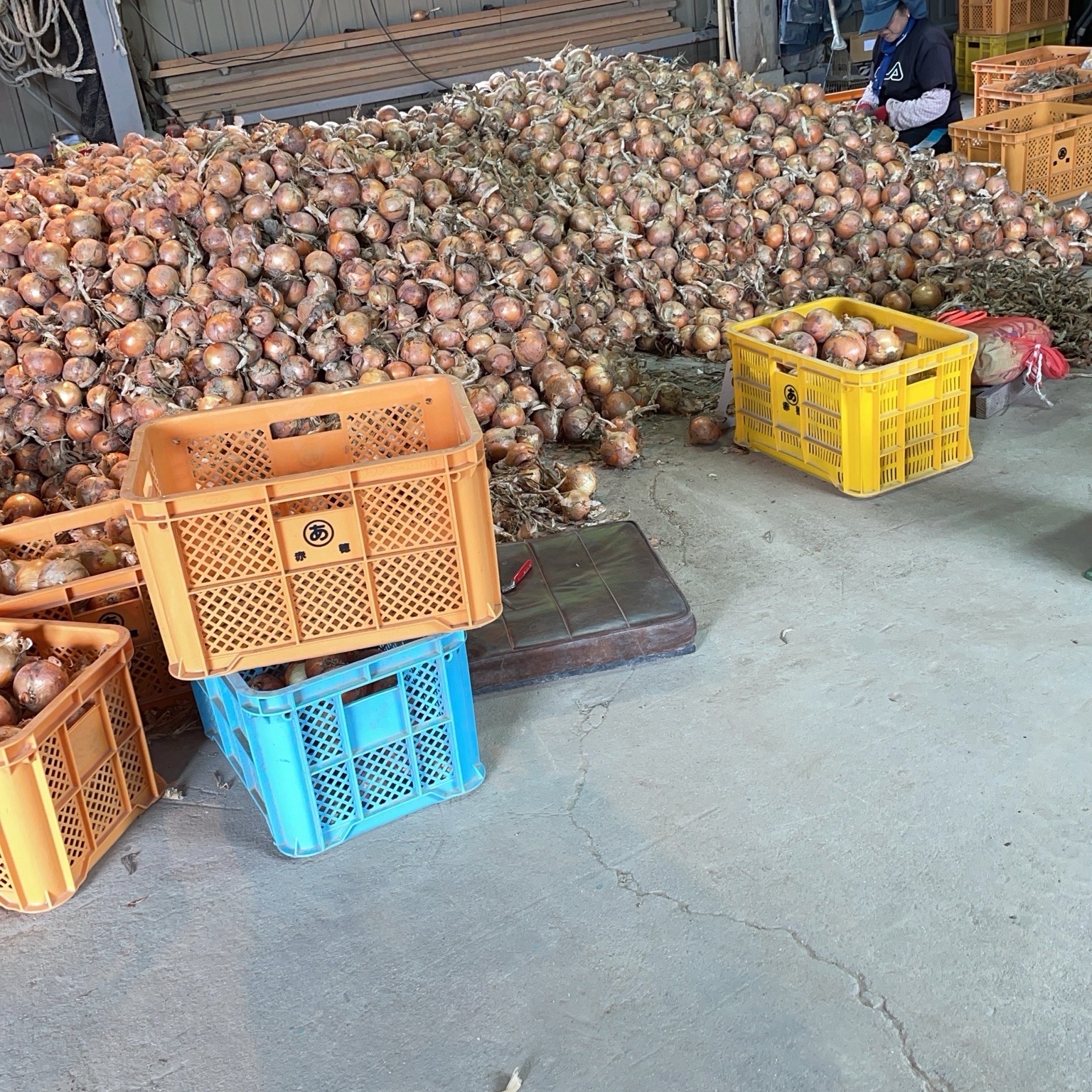 訳あり】淡路島玉ねぎ20キロ ｜ 野菜/玉ねぎ 産直アウル 農家・漁師