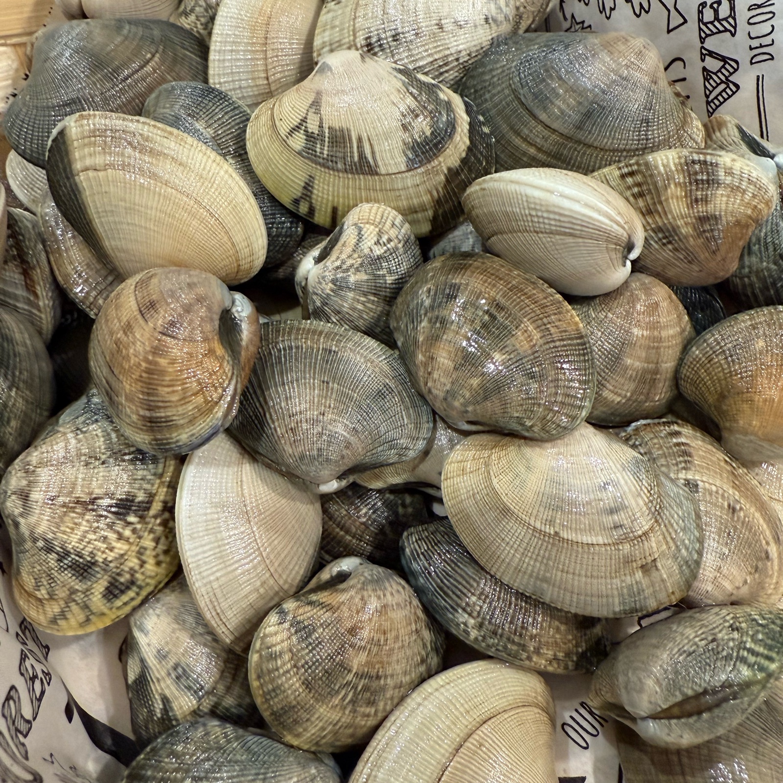 なまらでかいアサリ 1500グラム ｜ 魚介類/あさり 産直アウル 農家