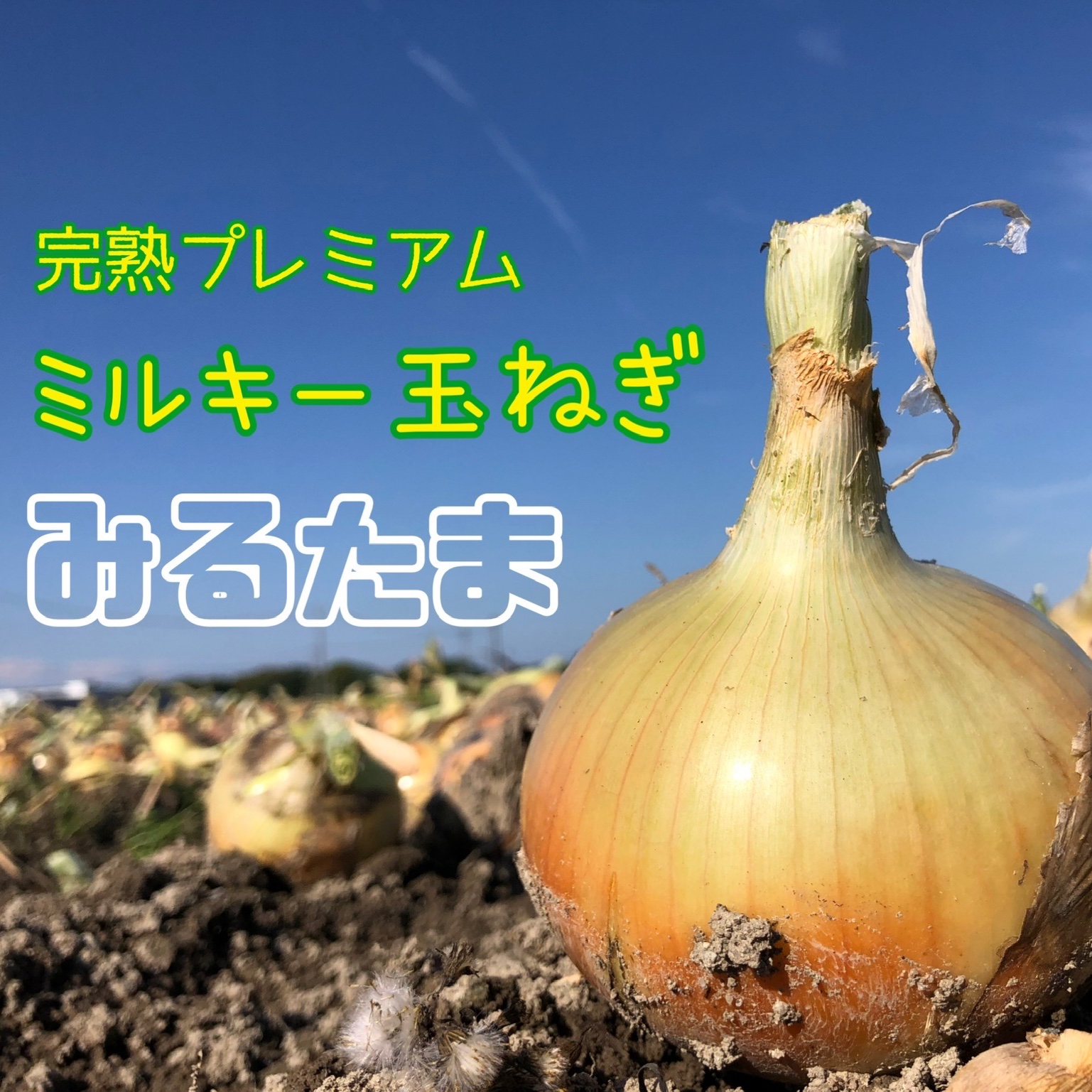 淡路島産新玉ねぎ 「七宝」5kg ｜ 野菜/玉ねぎ 産直アウル 農家・漁師