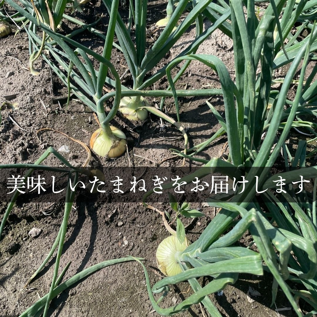 佐賀県みやき町農家 岡さんちのたまねぎ5キロ ｜ 野菜/玉ねぎ 産直