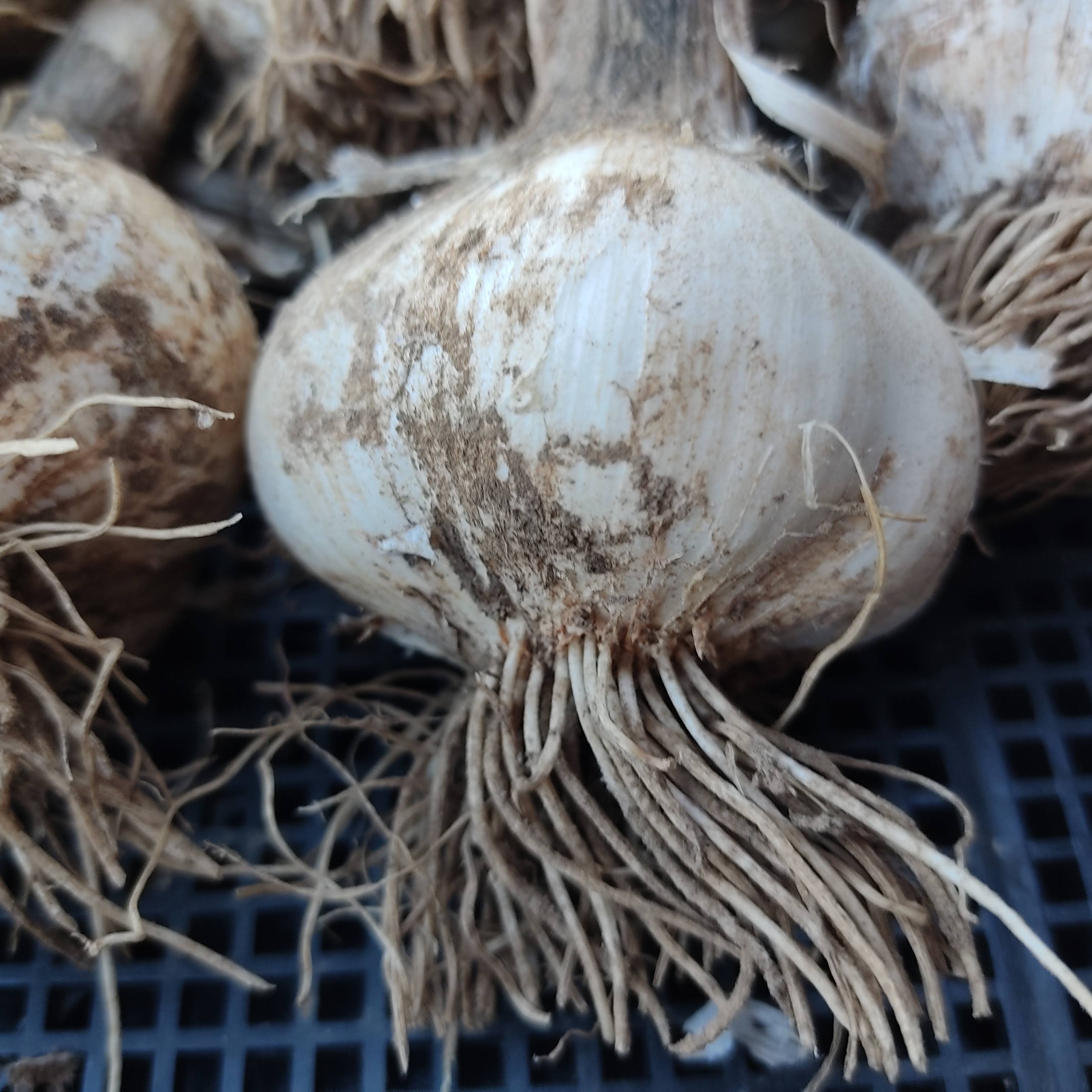 ニューホワイト六片｜大粒でホクホク甘い上品な香り！約2kg（18～26玉