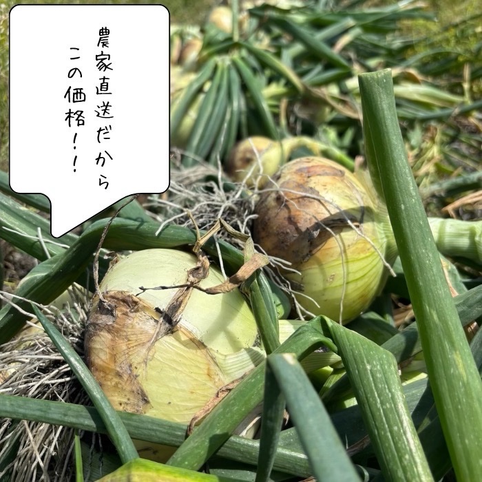 永田農園の玉ねぎ 4.5キロ ｜ 野菜/玉ねぎ 産直アウル 農家・漁師など