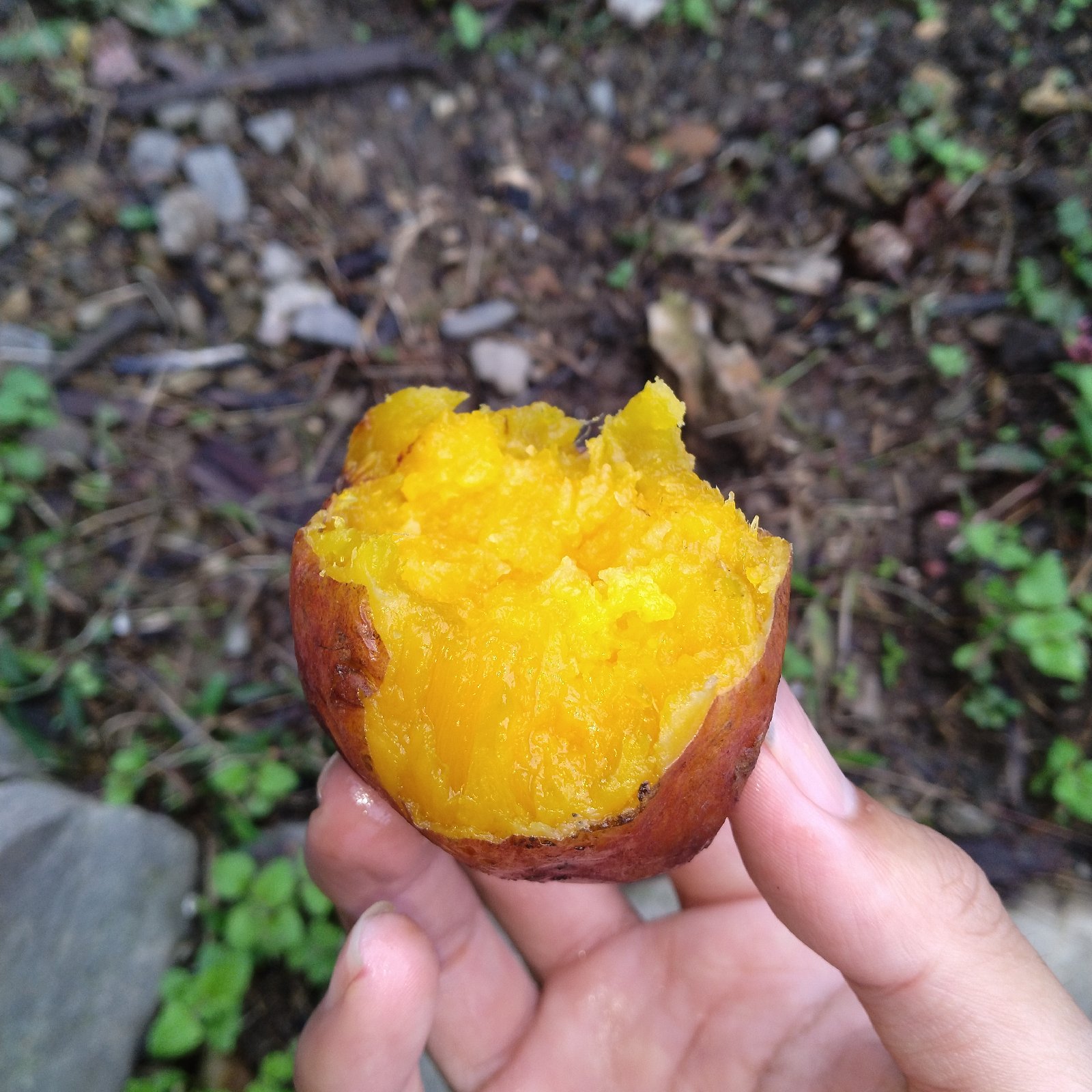 その他さつまいもの産地直送食材一覧（通販・お取り寄せ・2ページ目 