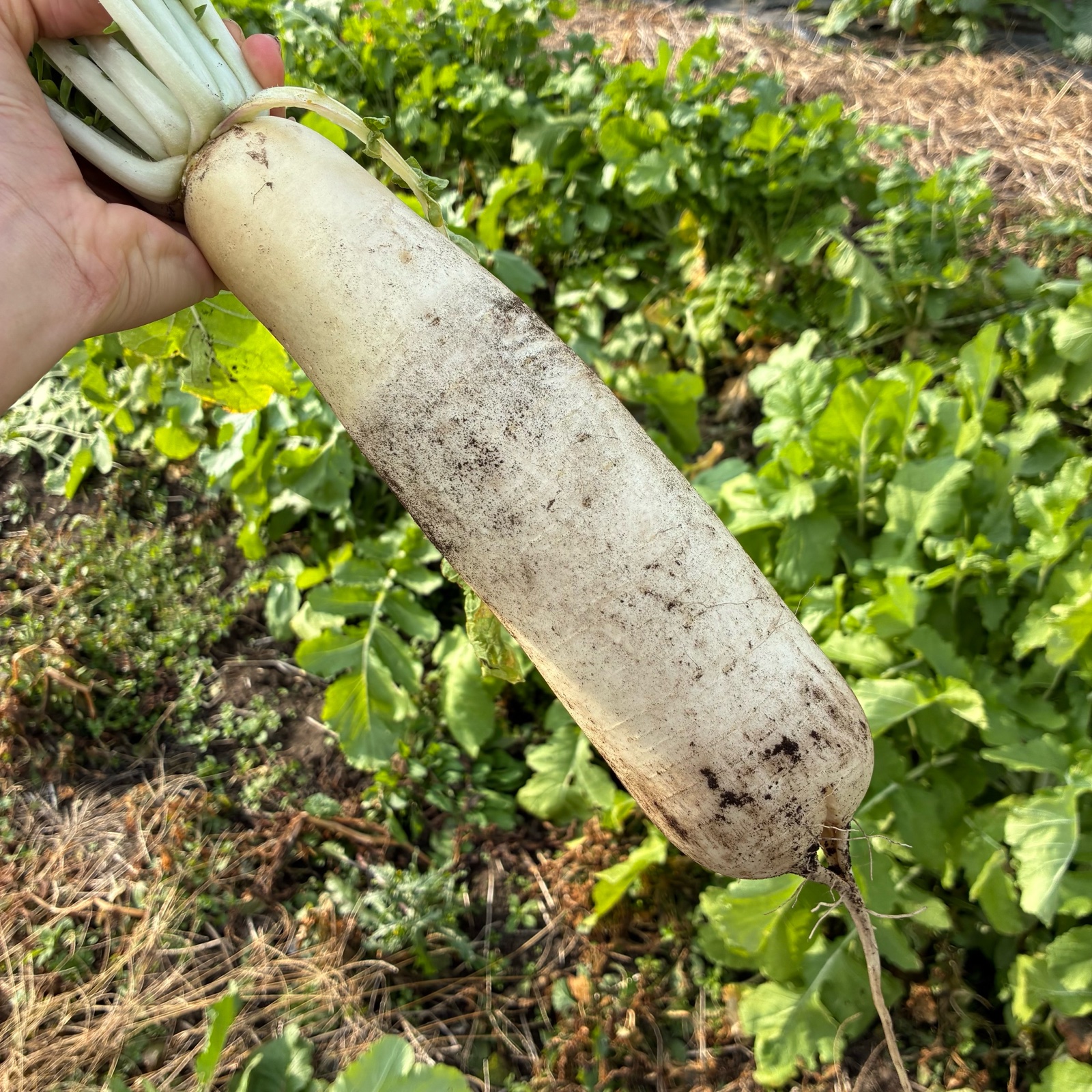 朝採れ発送！固定種＊山田ねずみだいこん＊ミニだいこん＊5kg＊訳あり
