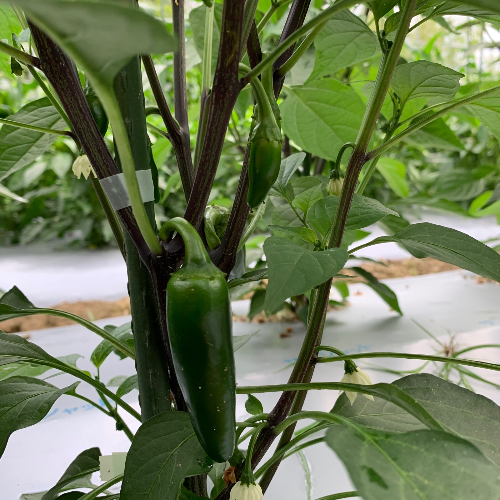 淡路島からのハラペーニョ 500gと玉ねぎとその他野菜セット ｜ 野菜 