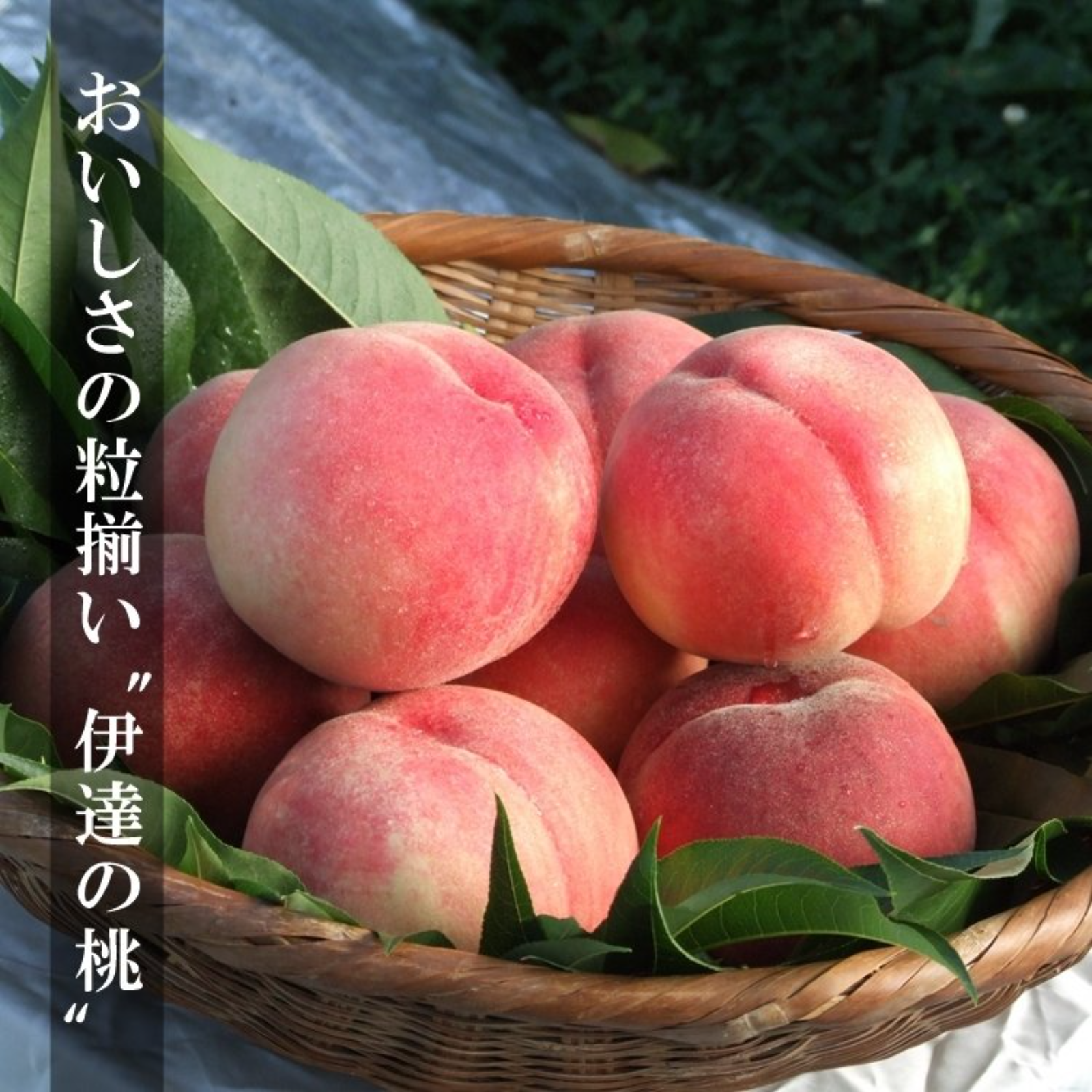 618クール便福島県産朝採り硬め黄金桃8-12玉入り常温便箱込み約2.8kg前後