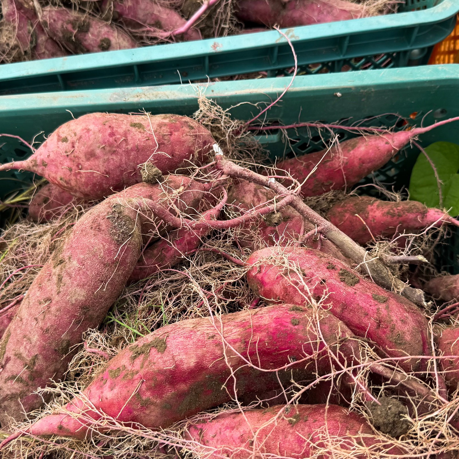 2025年新物】〇 秋の収穫祭 〇 新芋5kg🍠農薬不使用 紅はるか（5kg