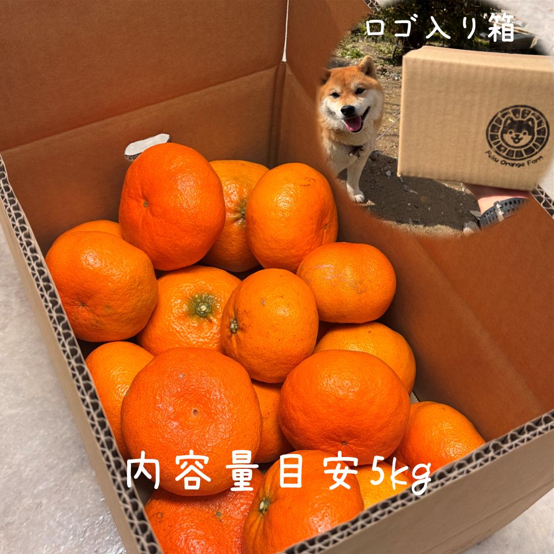 市場にほぼ出回らない】甘平《秀品 5kg》柑橘史上トップクラスの甘さ