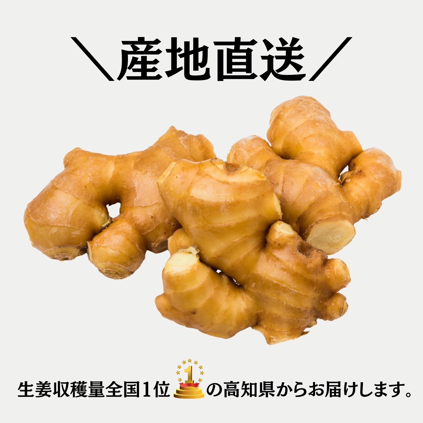 種生姜　10㎏　高知県産　200g前後