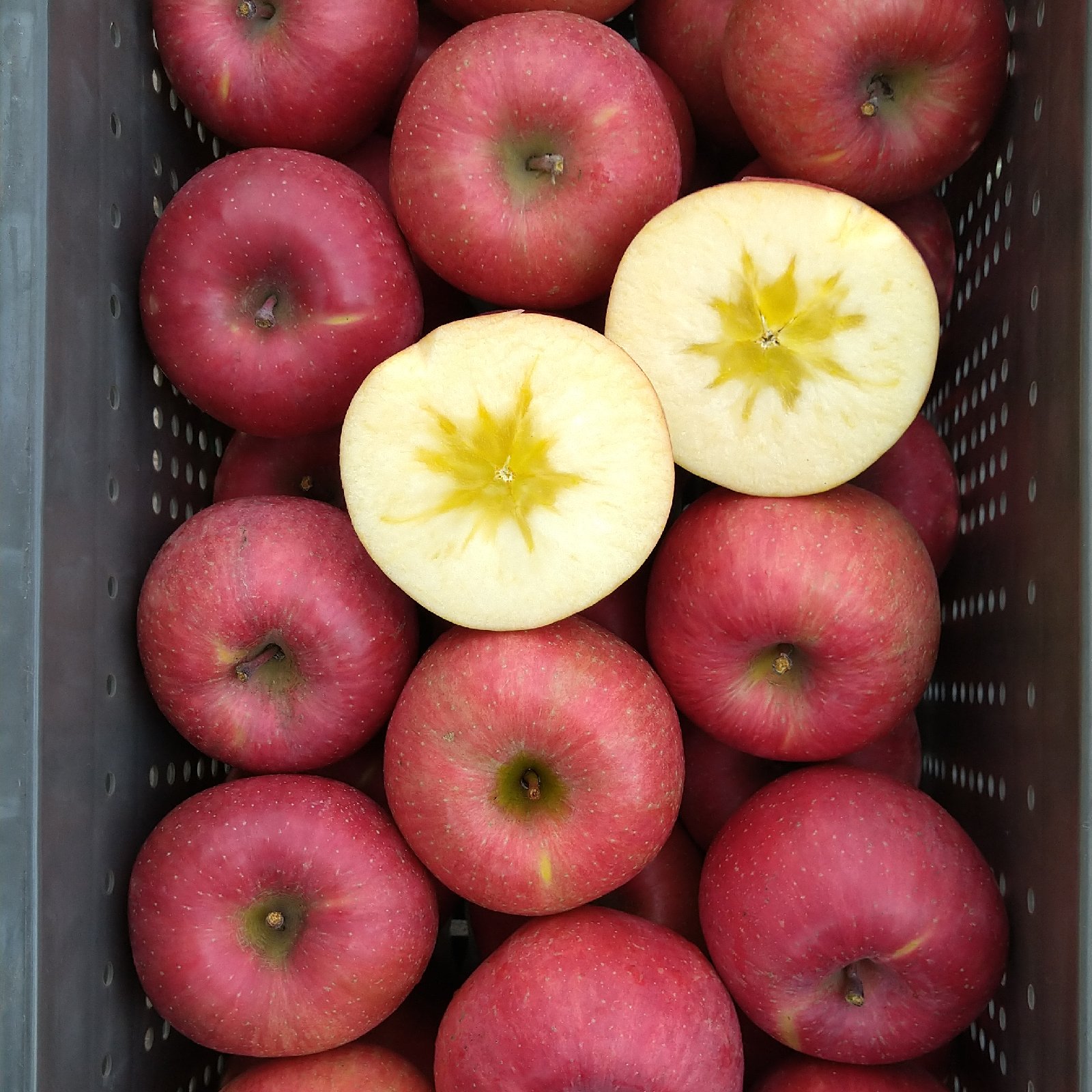 レギュラー品】サンふじ 約10kg | 果物/りんご 産直アウル 農家から