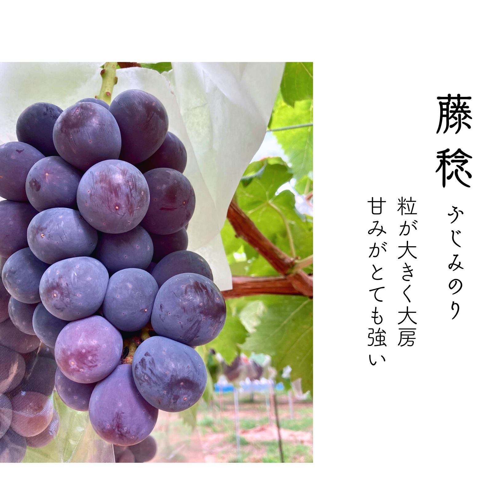 彩りセット】藤稔+クインニーナのセット ｜ 果物/ぶどう 産直アウル