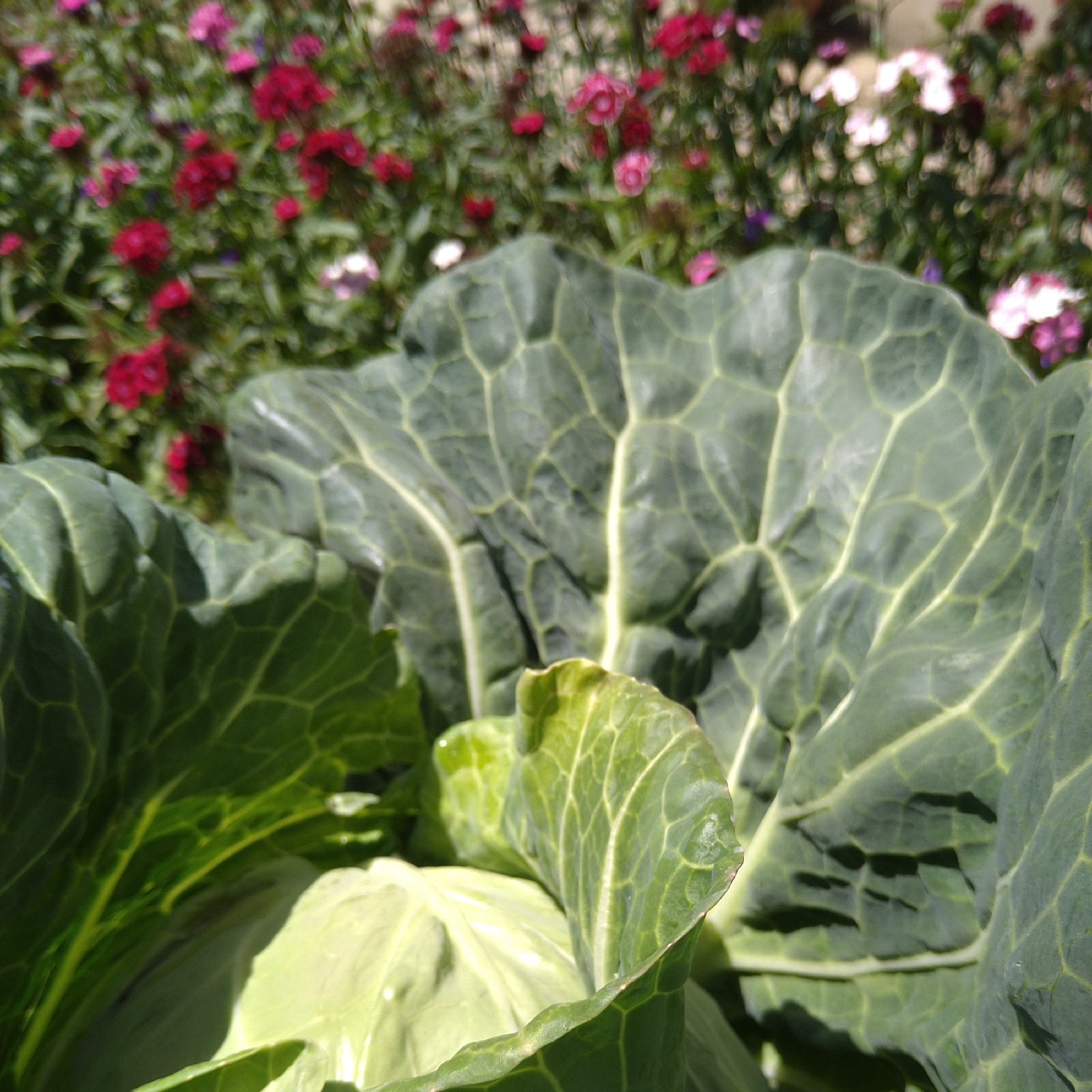 三浦産 初夏キャベツ ｜ 野菜/キャベツ 産直アウル 農家・漁師など生産